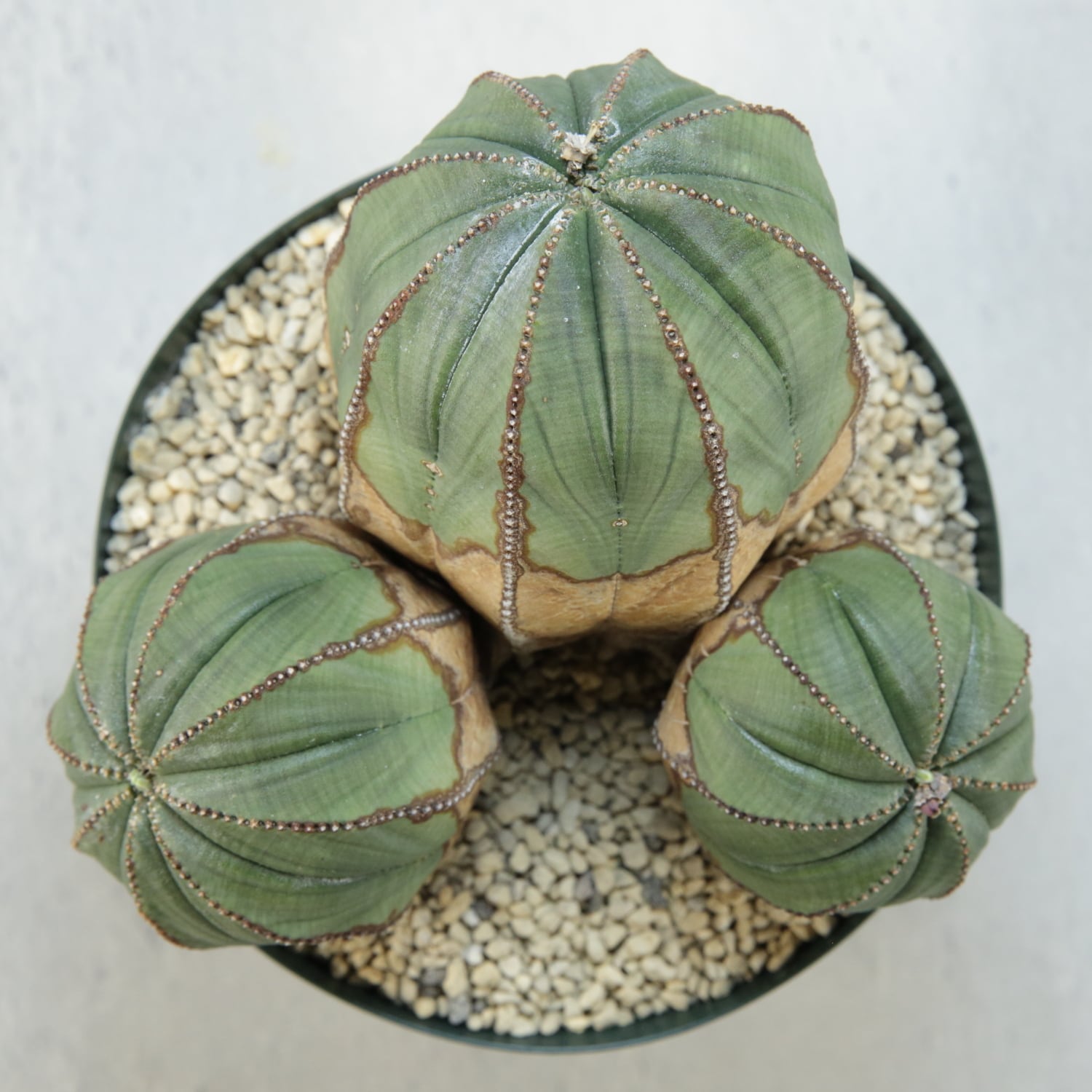 メス株【超厳選株】超大株 最大幅約 13.5cm トリプルヘッド オベサ