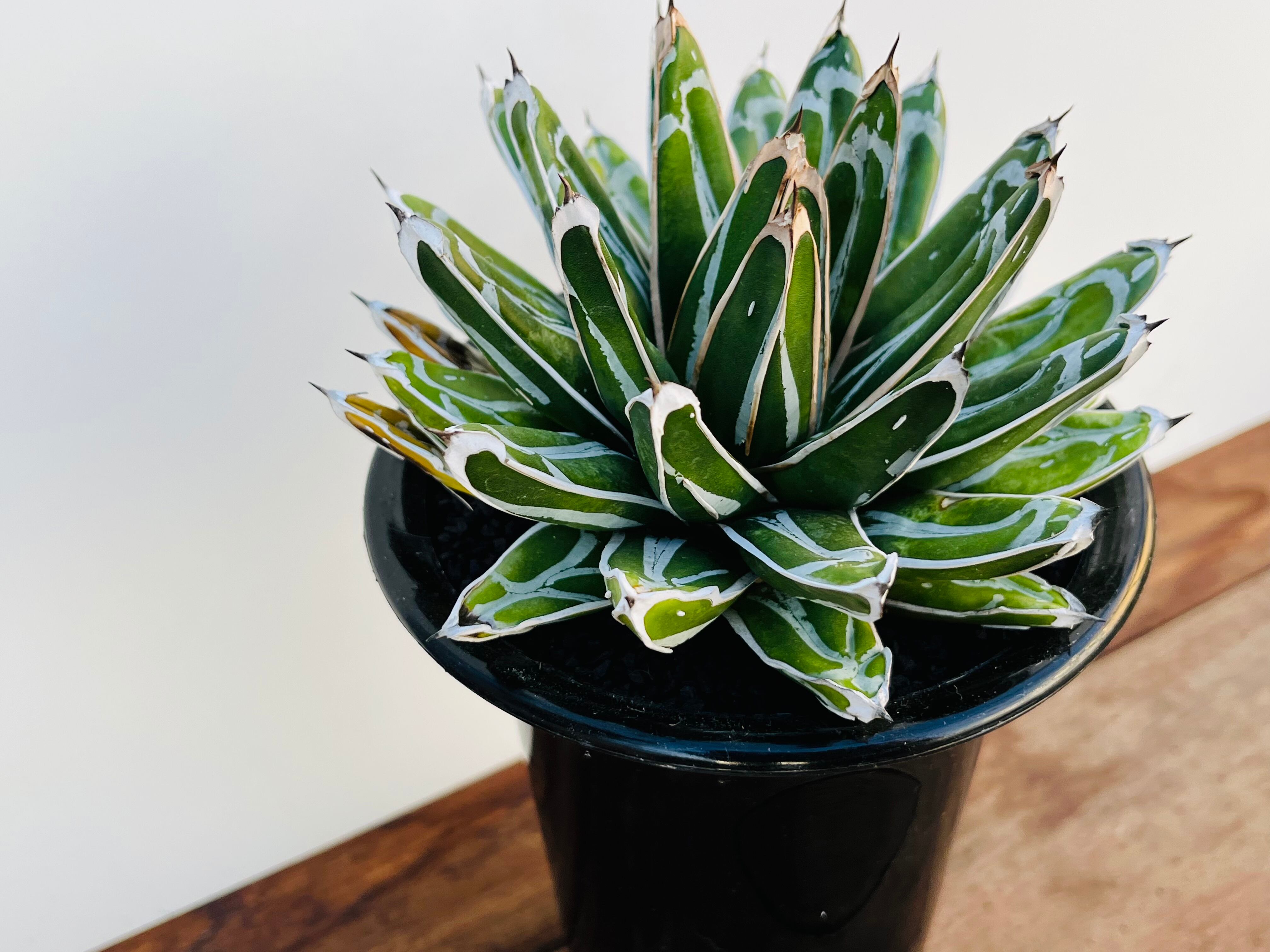 Agave victoriae reginae アガベ 笹の雪 多肉植物 | plants MARU