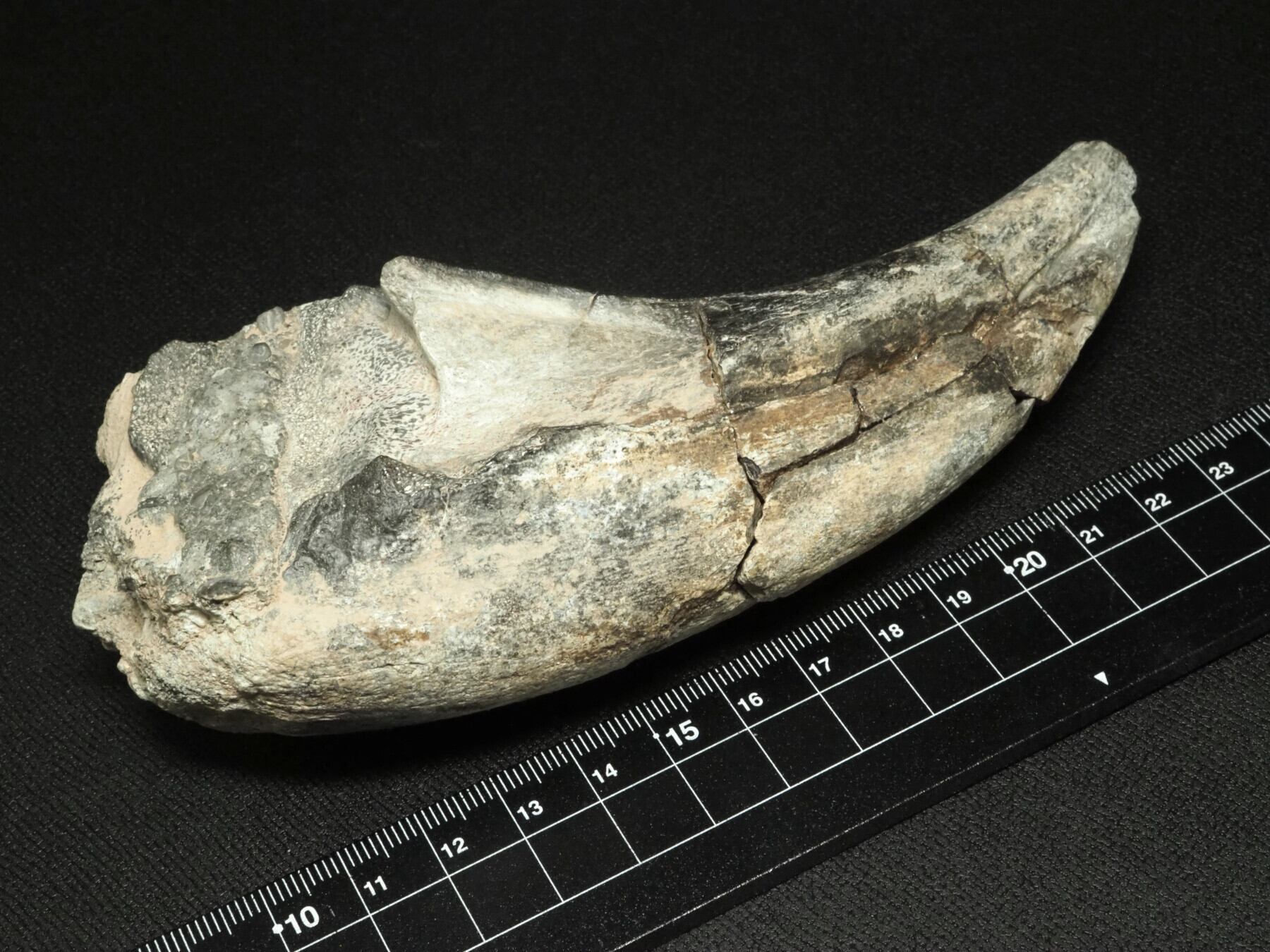 博物館級！アフロベナトルの爪【Afrovenator abakensis】【312 g