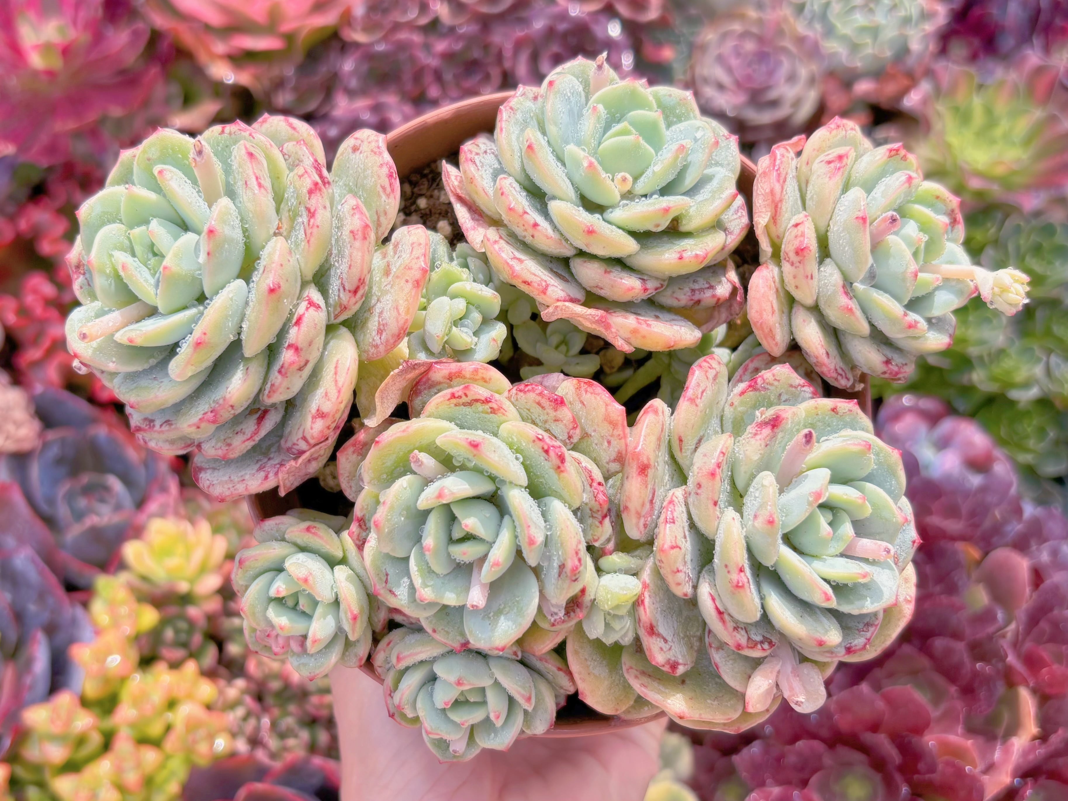 現品　バニラビス#M239　特大群生　新入荷　るる農園