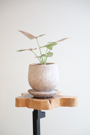 【S】シンゴニウム ネオンSyngonium　※陶器鉢付き