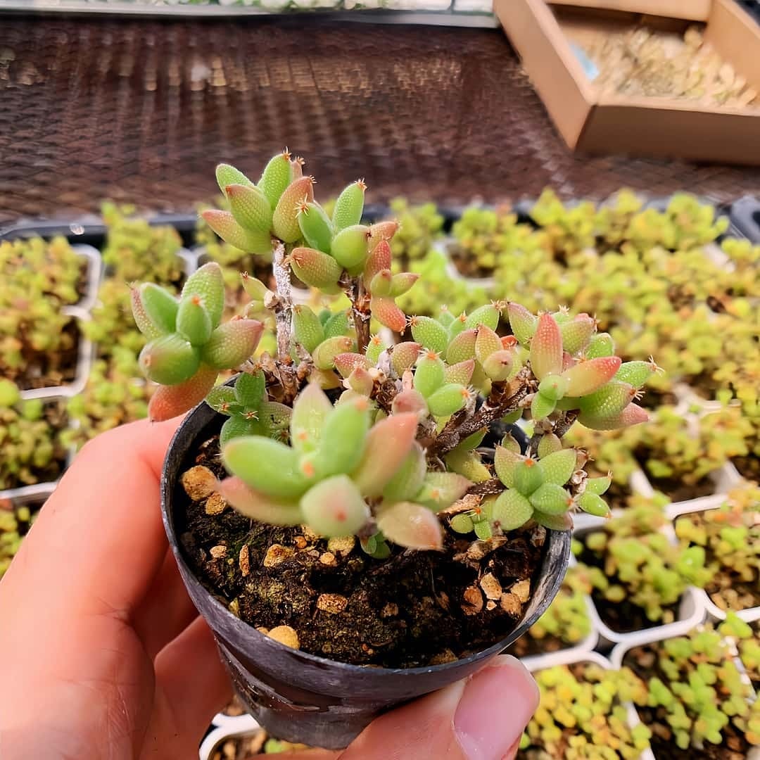 農園直売 多肉植物 寄せ植え パープルディライト覆輪錦（単） 抜き苗