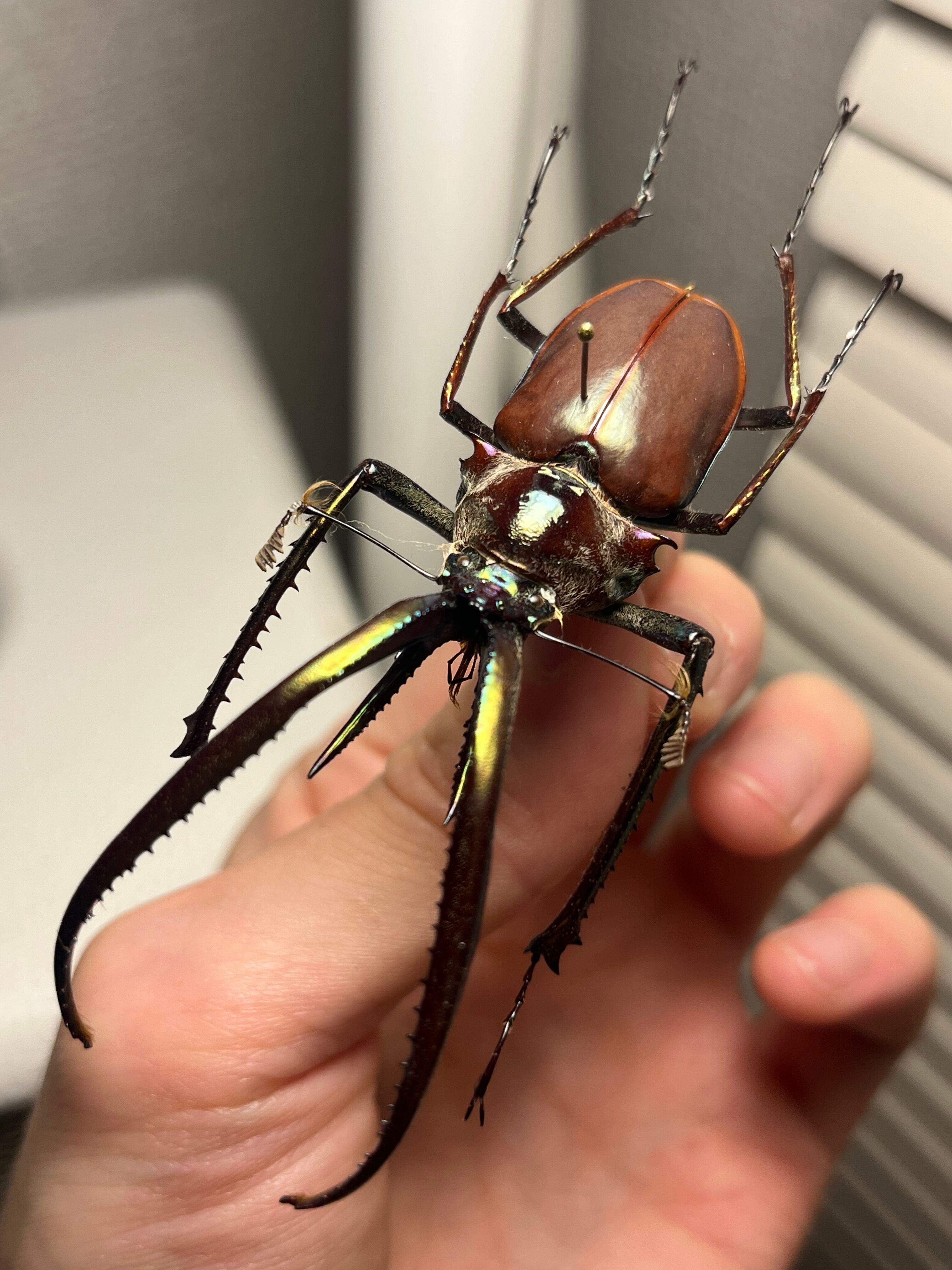 75mm】チリクワガタ メタリフェルホソアカクワガタ Wild 昆虫標本