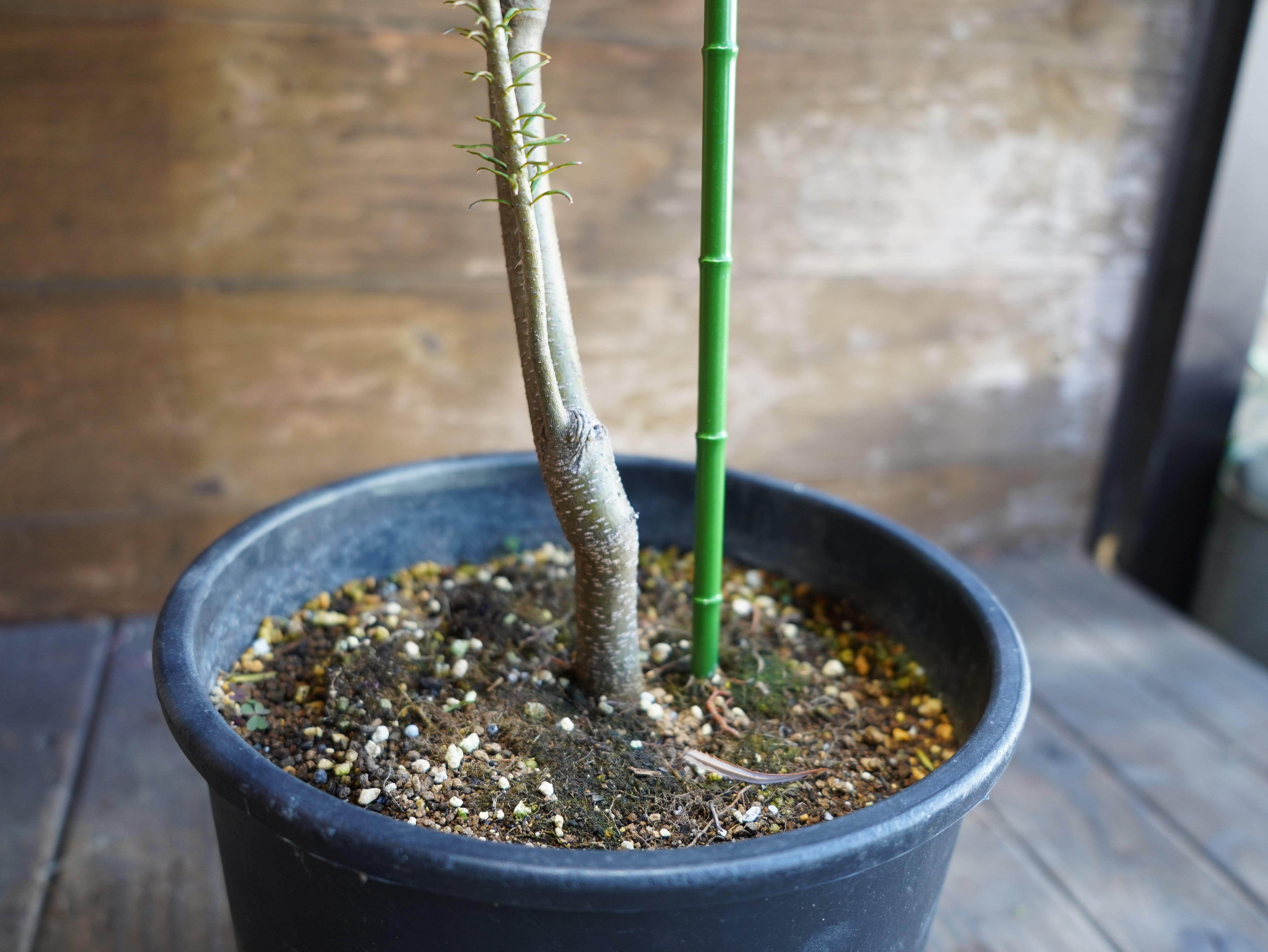 【現物】バンクシア　”エリシフォリア” (ヒースバンクシア)　A