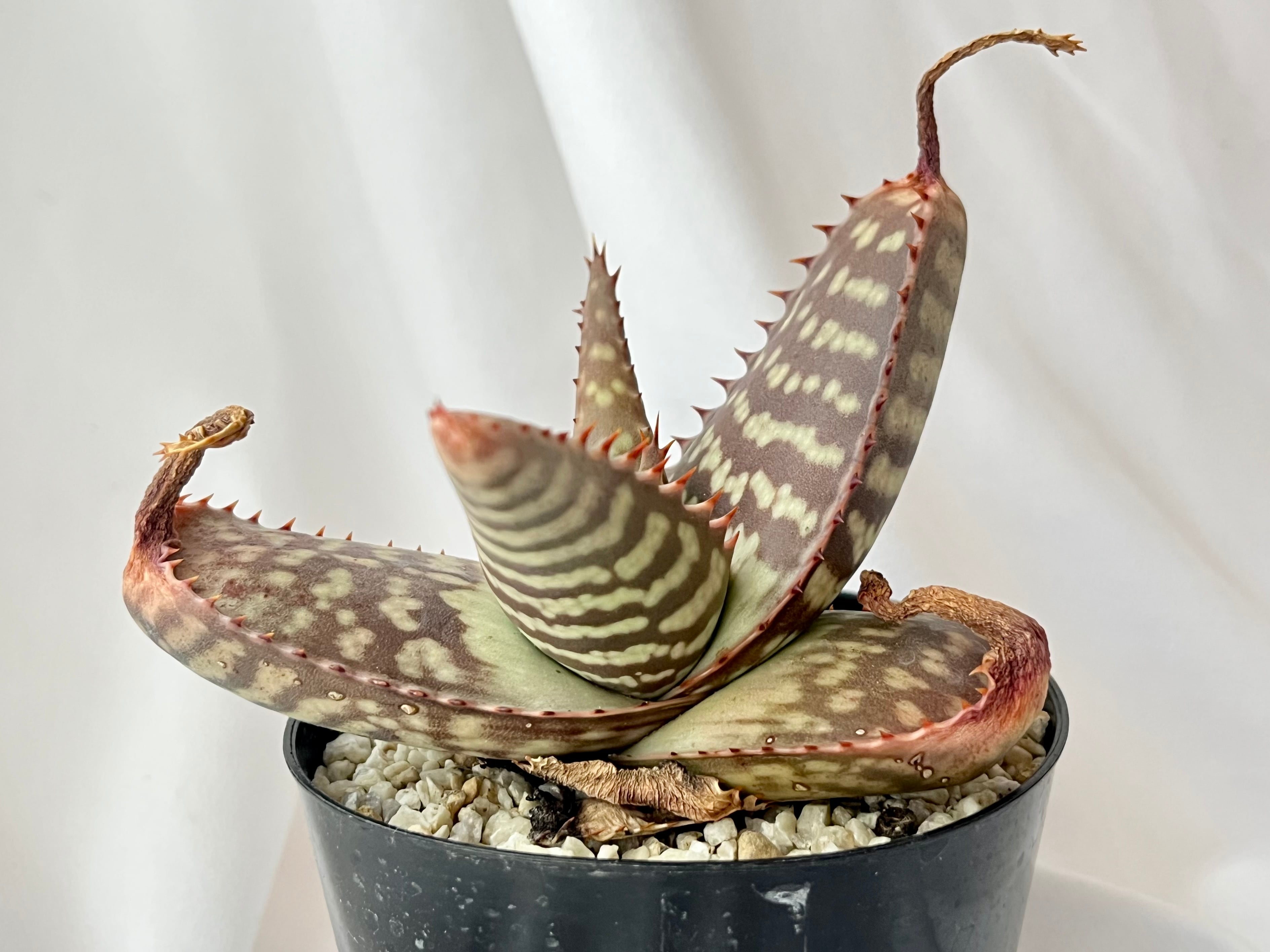 Aloe ○アロエ/ラティフォリア○Aloe maculata v.latifolia【09.06