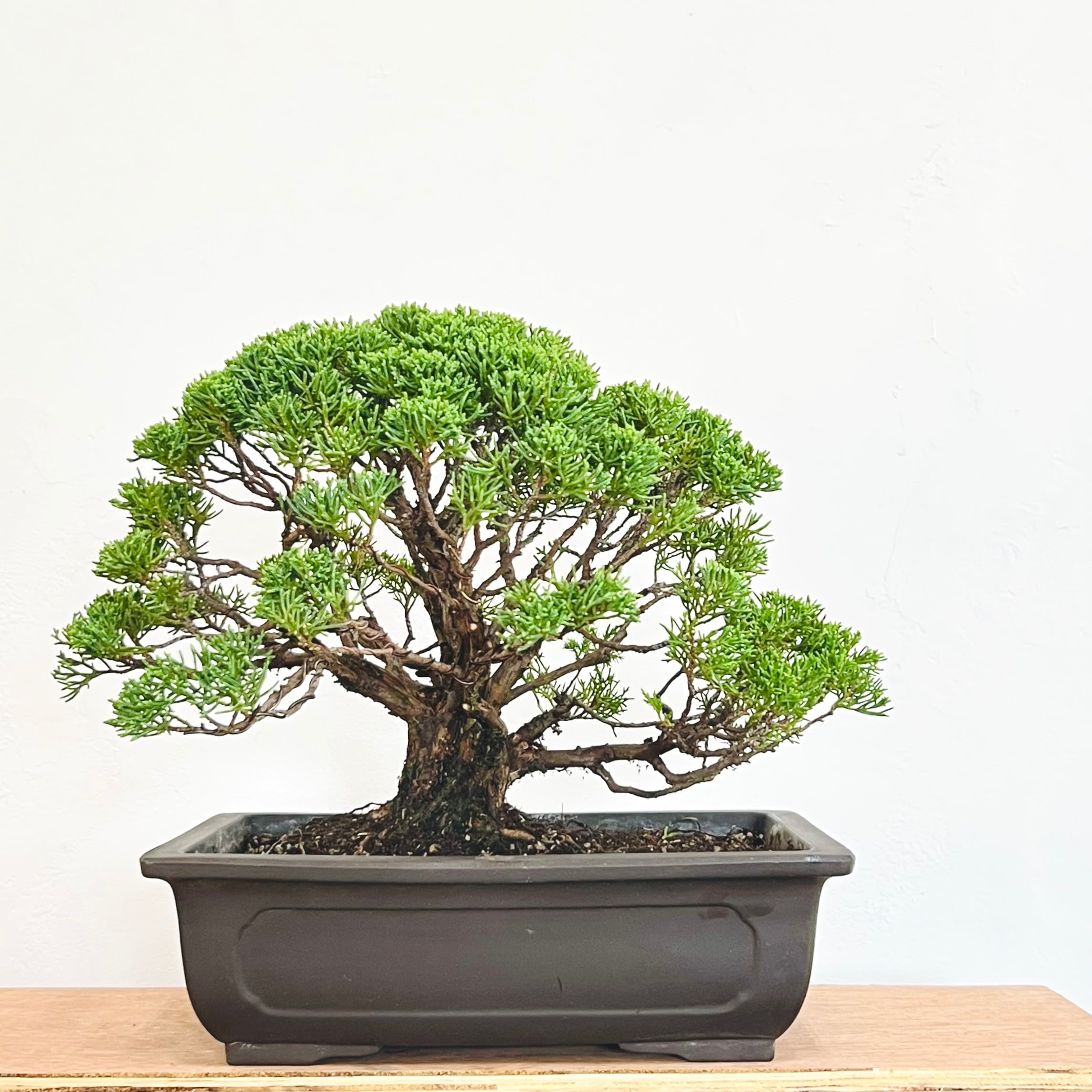 真柏 石付き盆栽｜山景を感じる一点物｜高さ約17cm | BONSAI Labo