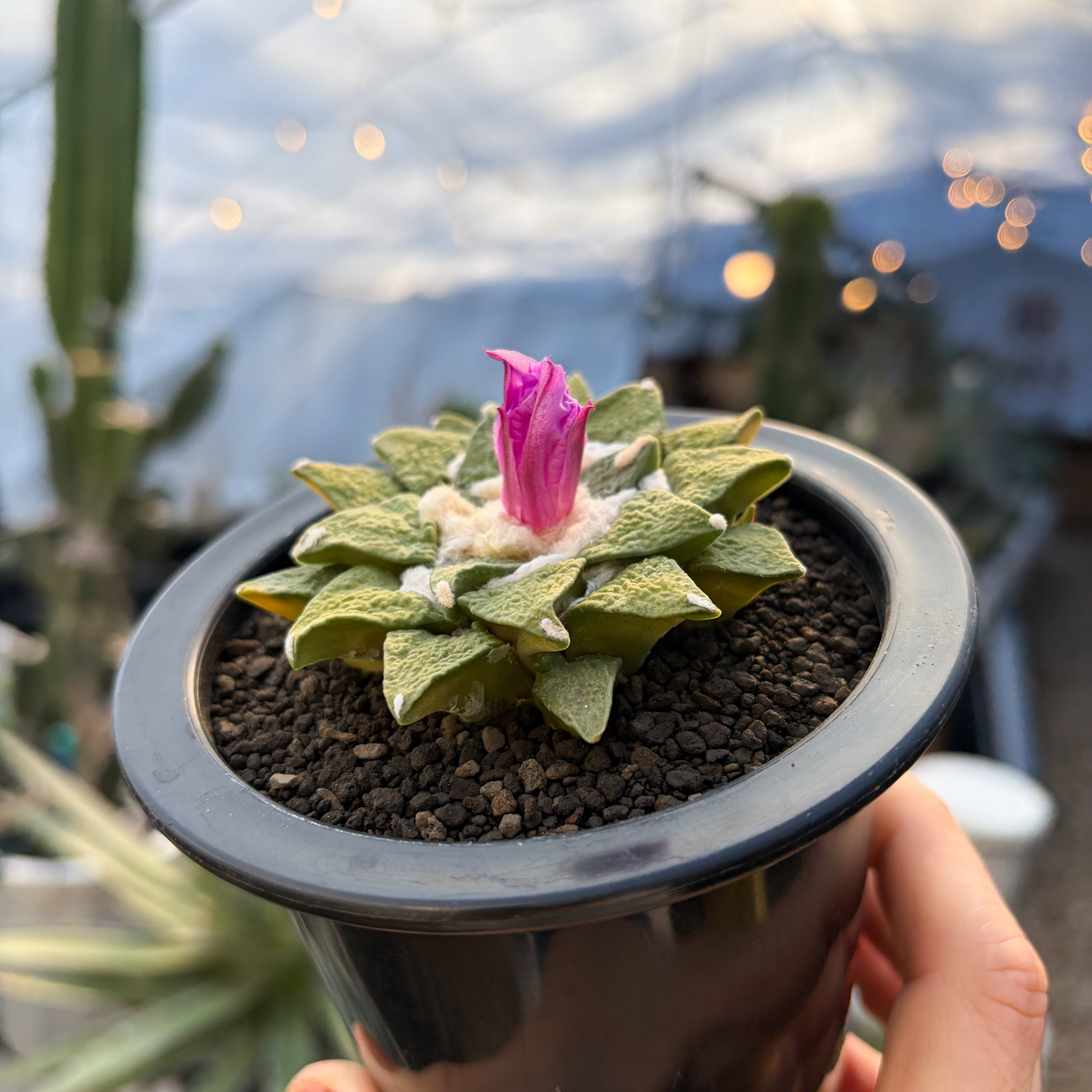 Ariocarpus kotschoubeyanus×furfuraceus【アリオカルプス・黒牡丹×花