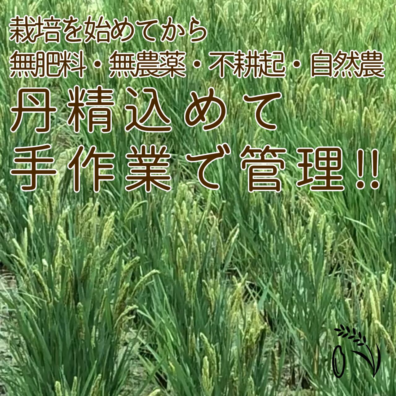 Nafu 精米五分 はざかけ自然農今ずり米 玄米×2 精米(五