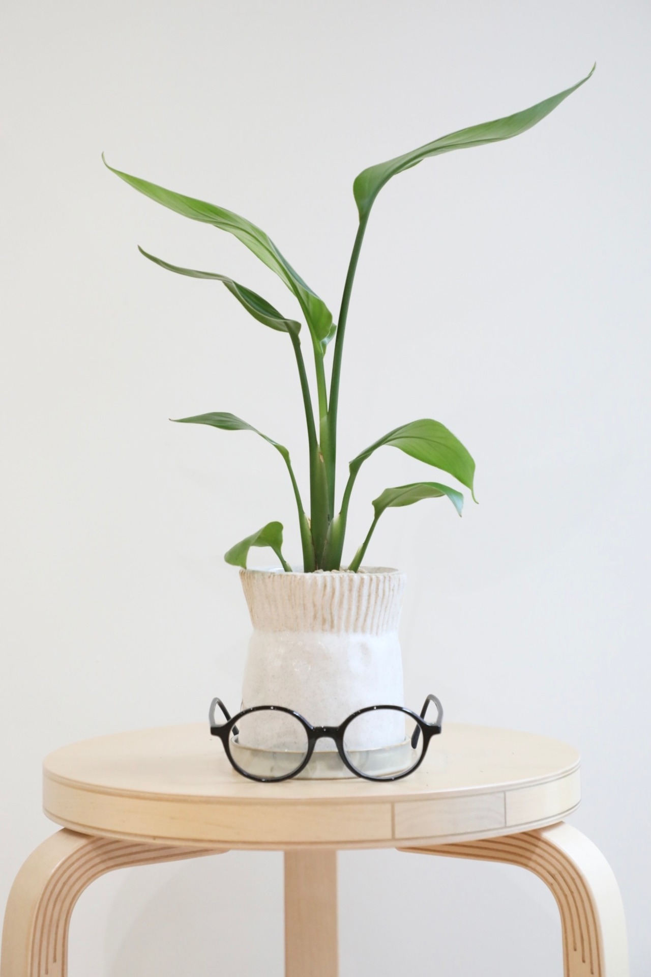 【M】オーガスタ/Strelitzia