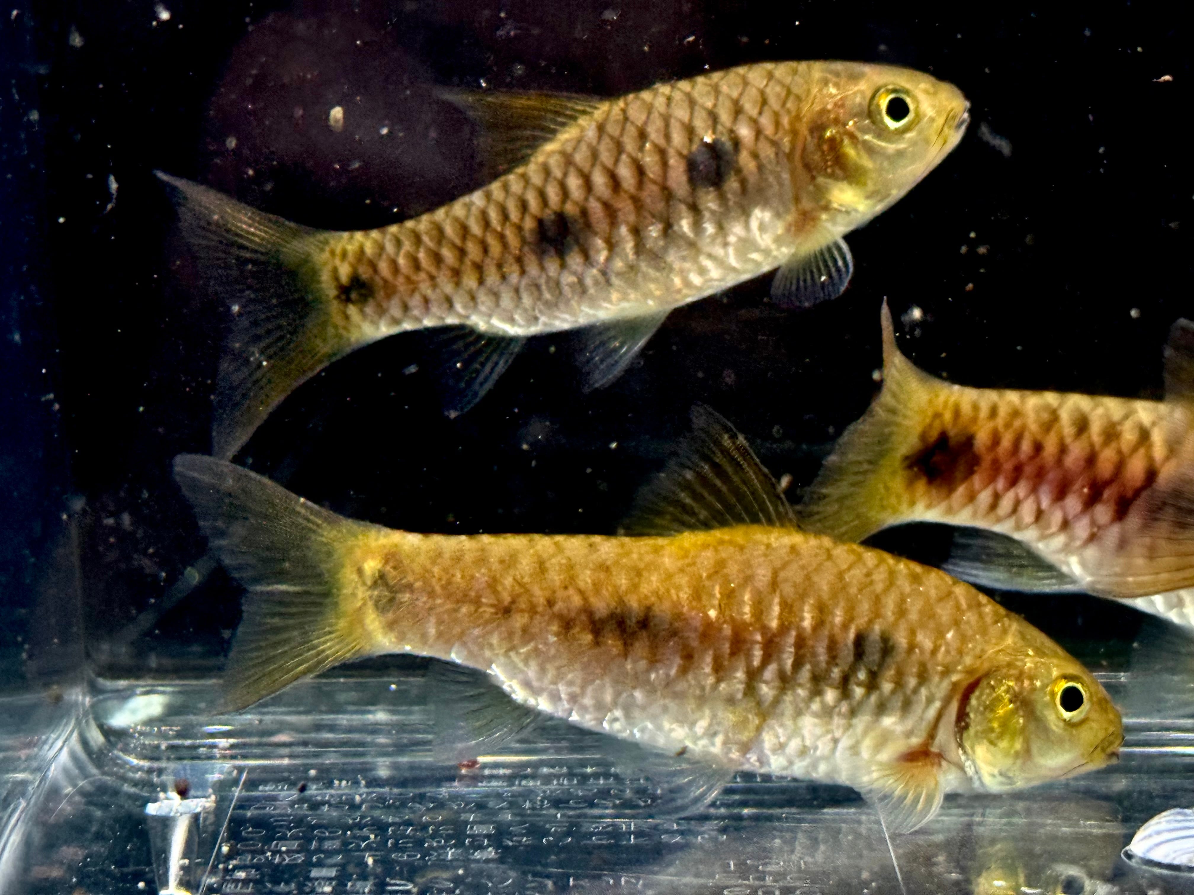 バルブスsp. Coyah 5〜7cm± ギニア産 | AQUASTYLEG