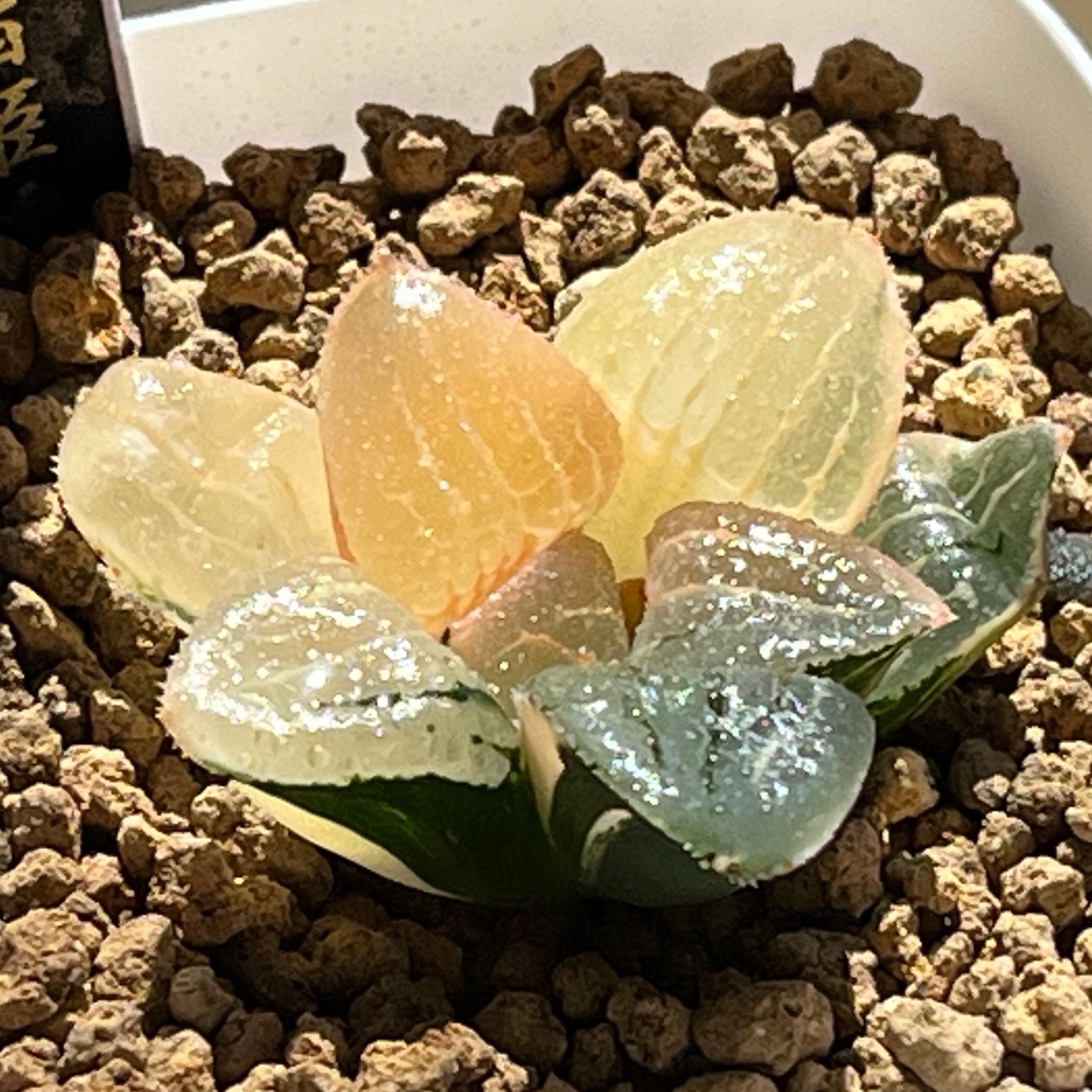 ハオルチア 親指姫錦 ハオルチア 親指姫錦 | mocono_plants