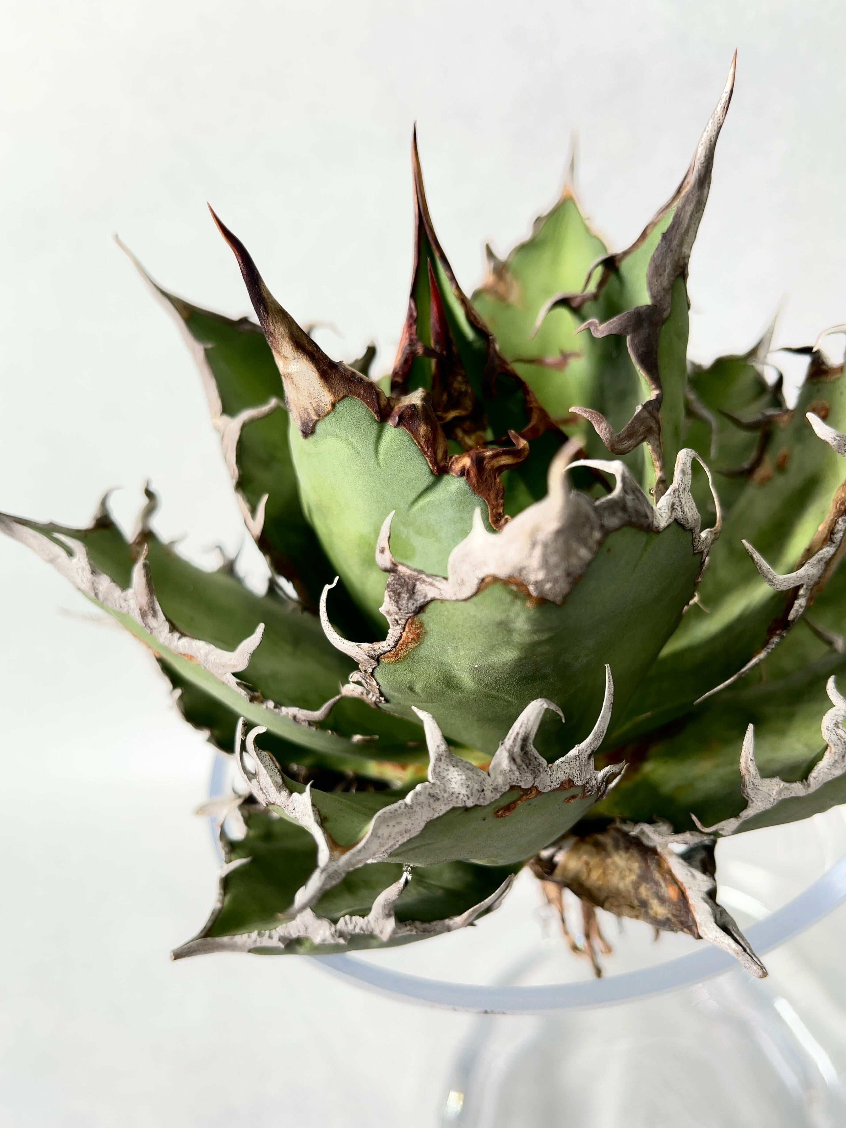 アガベ　チタノタ　シーザー　親株 ②アガベ チタノタ Agave シーザー Caesar 親株 シーザー】アガベ