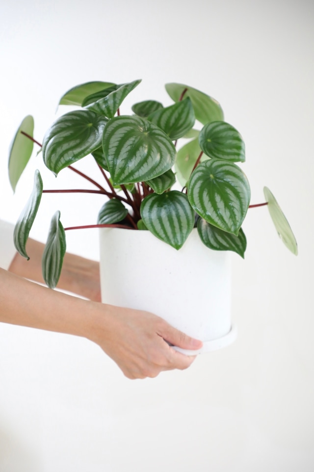 【M】スイカぺぺ/Peperomia Watermelon ※陶器鉢付き