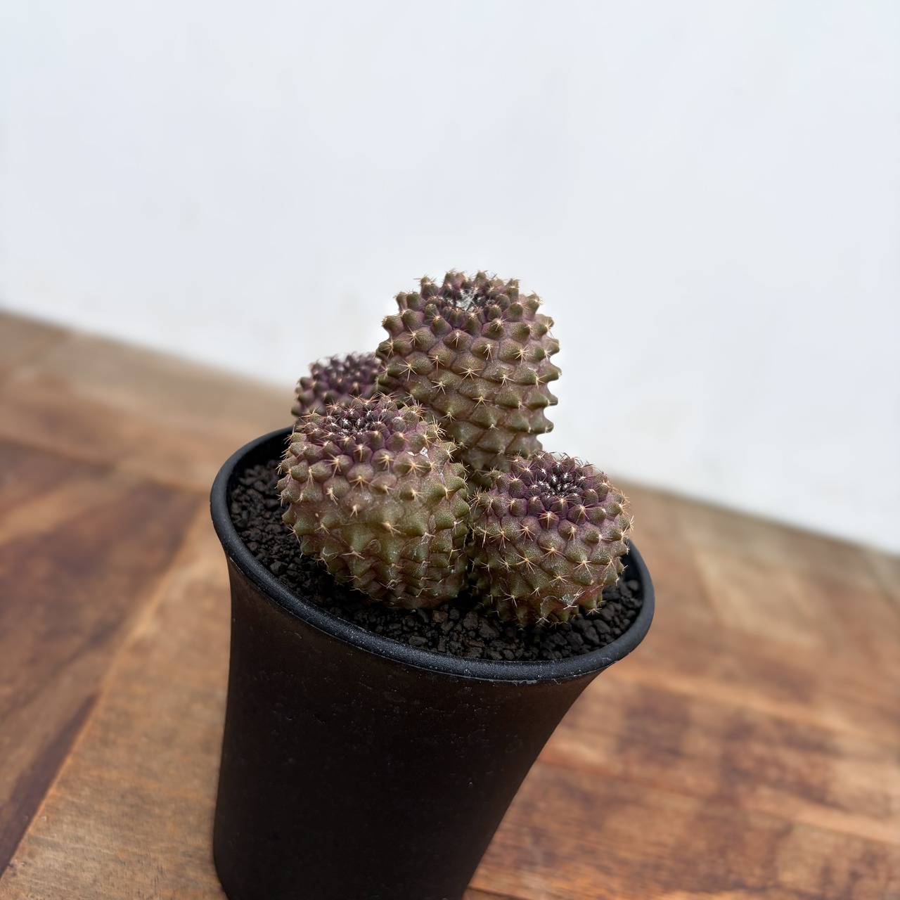 Copiapoa tenuissima【コピアポア・テヌイシマ】