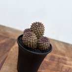 Copiapoa tenuissima【コピアポア・テヌイシマ】