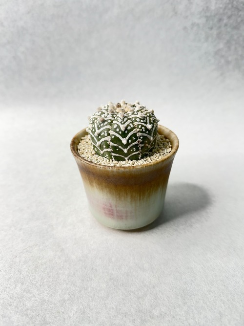 アストロフィツム・スーパー兜