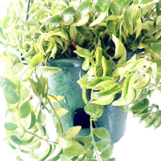 エスキナンサス ラスタ カール葉が可愛い✳︎ハンギング 観葉植物 calm cafe