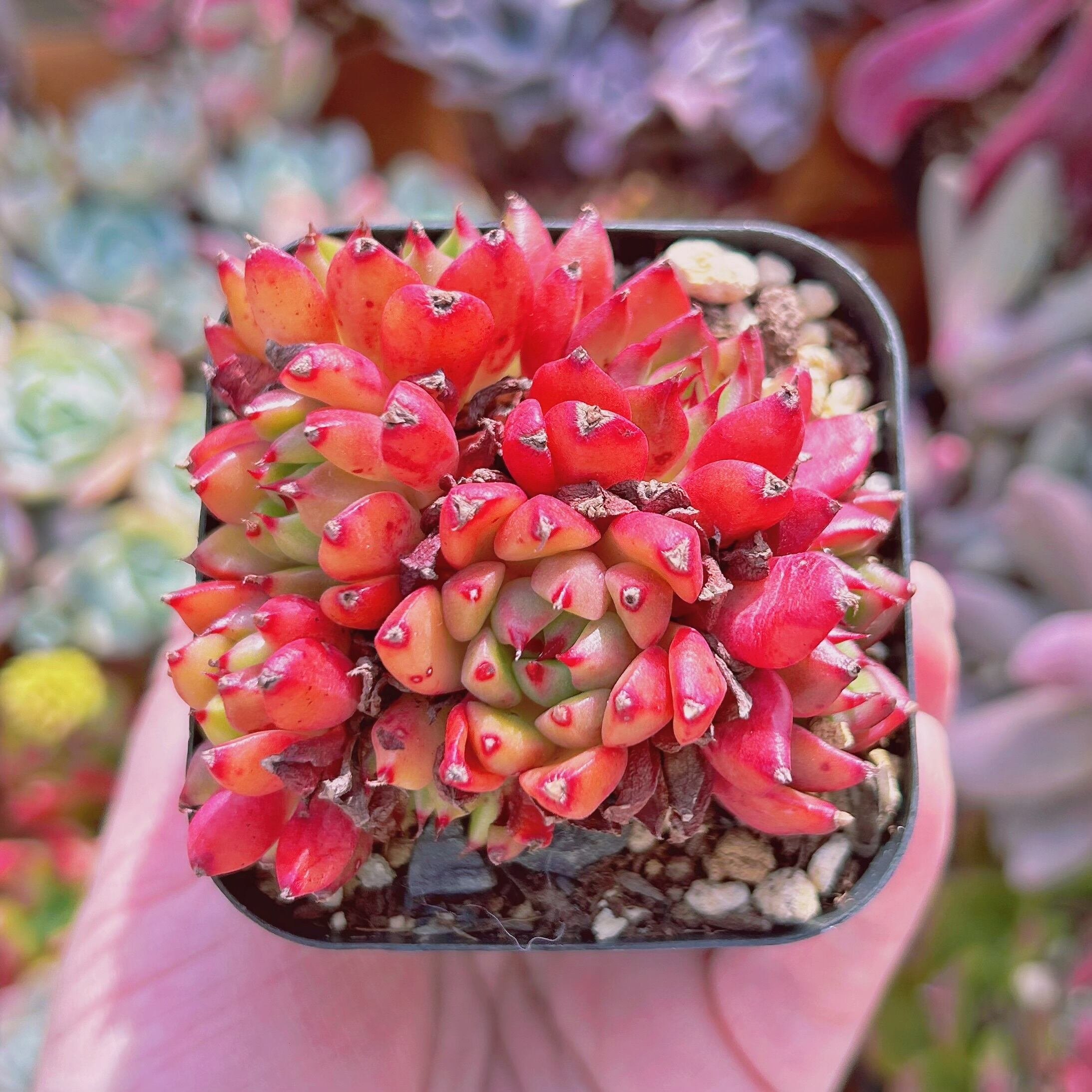 現物　多肉植物　オイルペイント