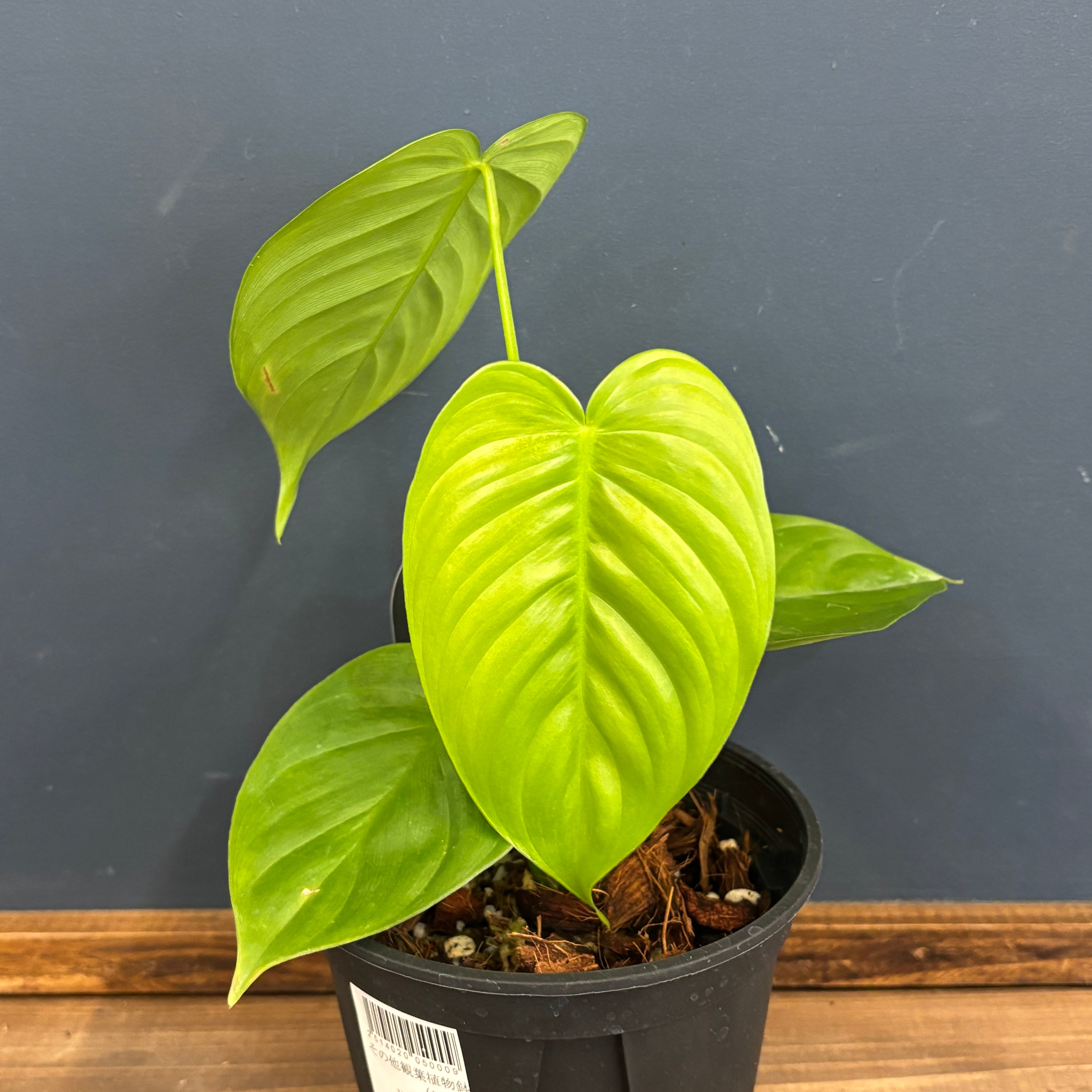 フィロデンドロン テヌー ビカクシダ アンスリウム ベイチー モンステラ