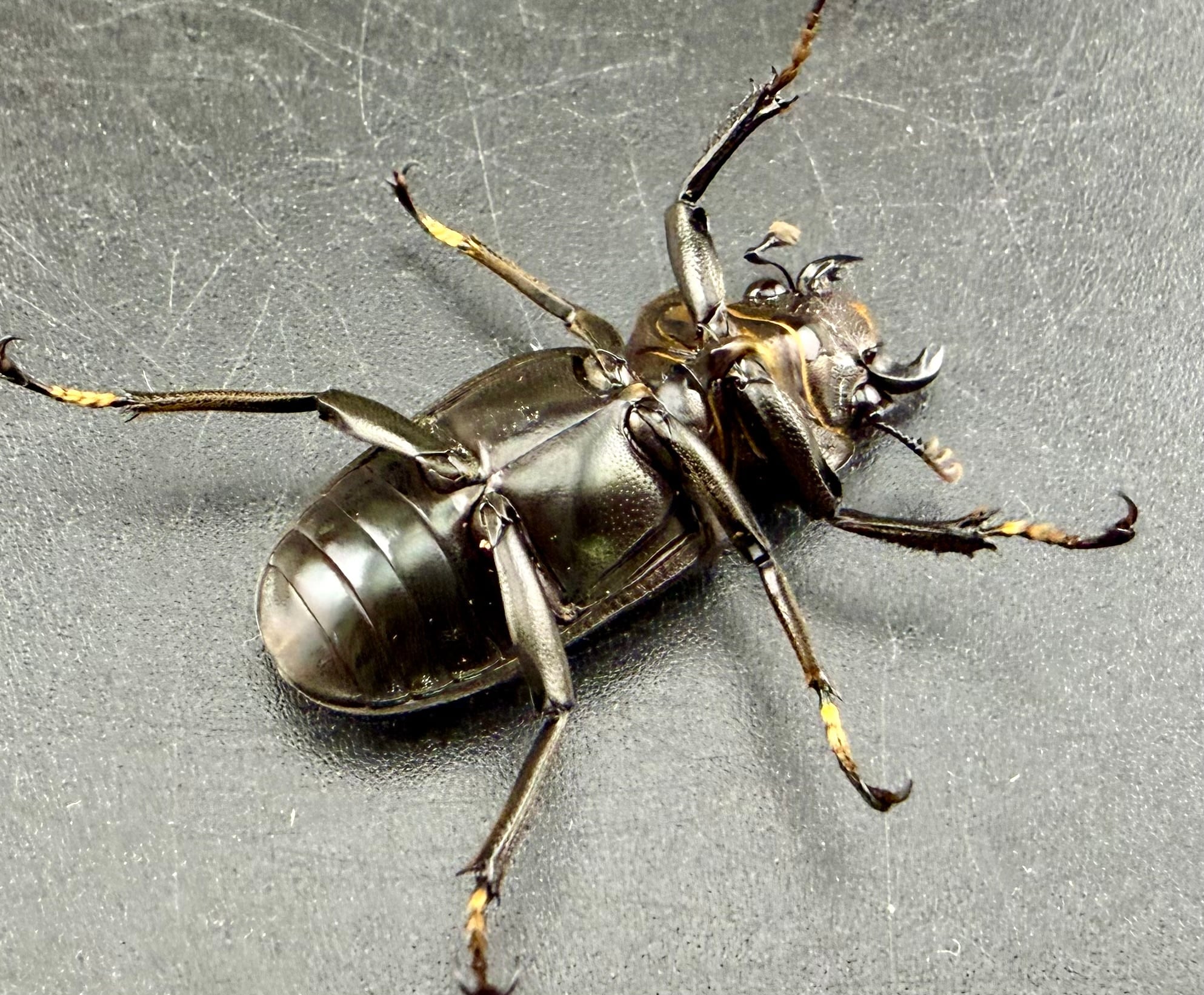 メタリフェルホソアカ亜種フィナエ 83mm パープル系 ペア》 | KPW公式