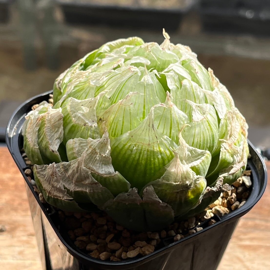 ハオルチア 氷皇 綴化変異株 | mocono_plants