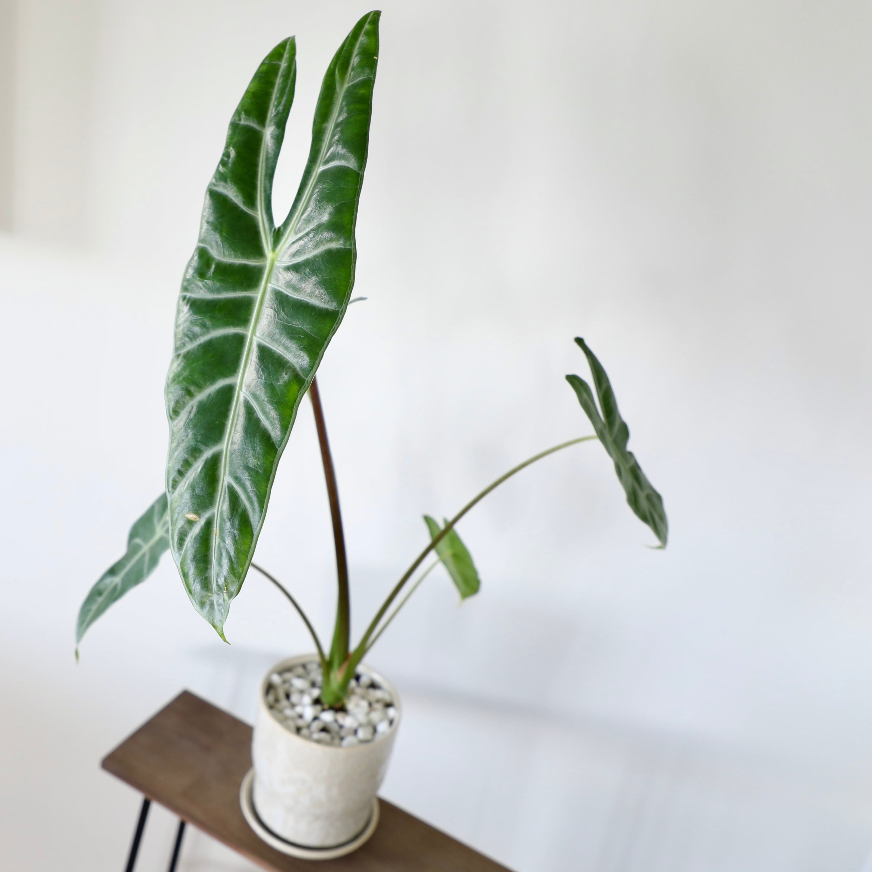 アロカシアワトソニア観葉植物Alocasia Watsoniana 大株
