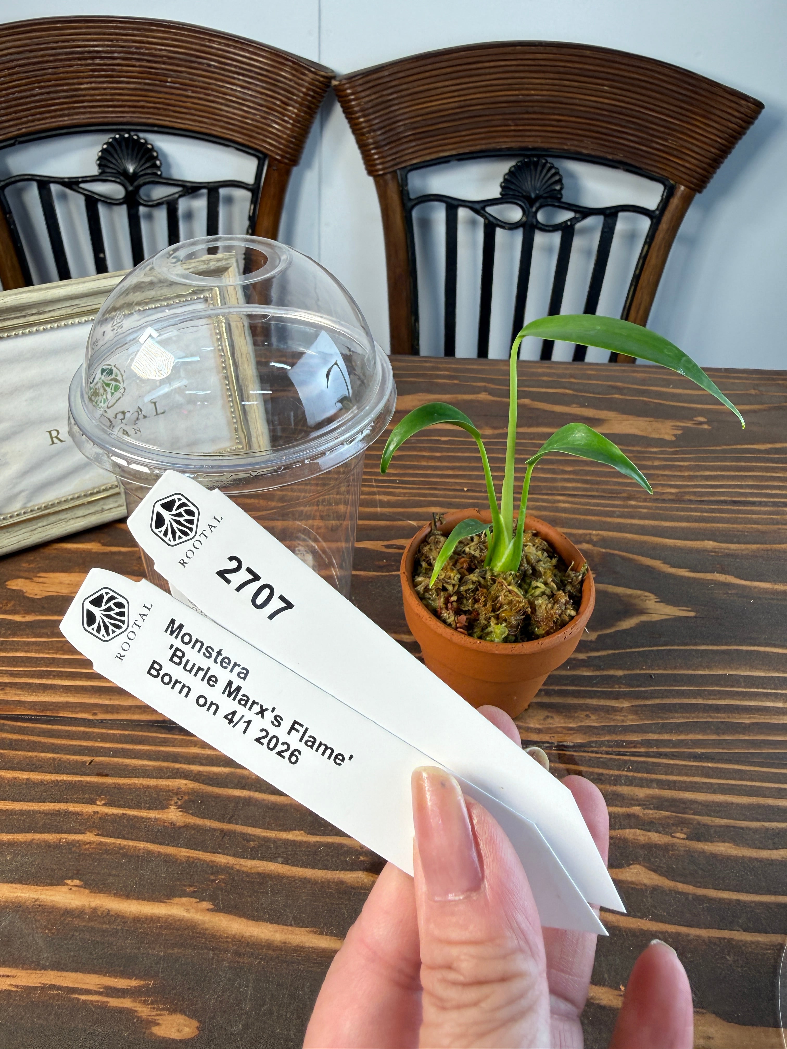 TC Baby苗 | ROOTALPLANTS