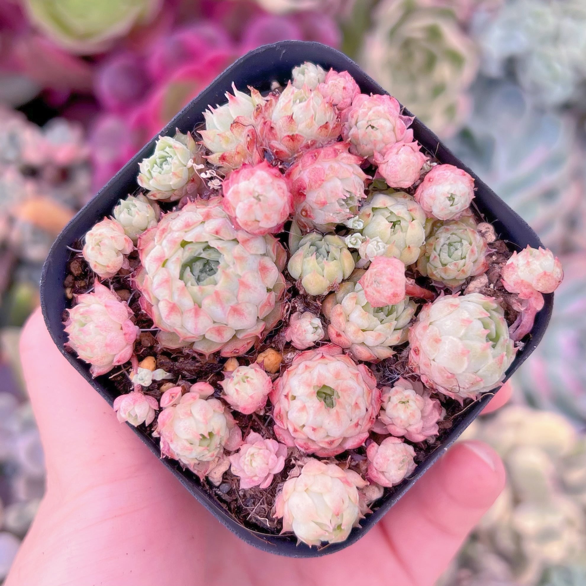 現品　ハチミツボール#B36　るる農園