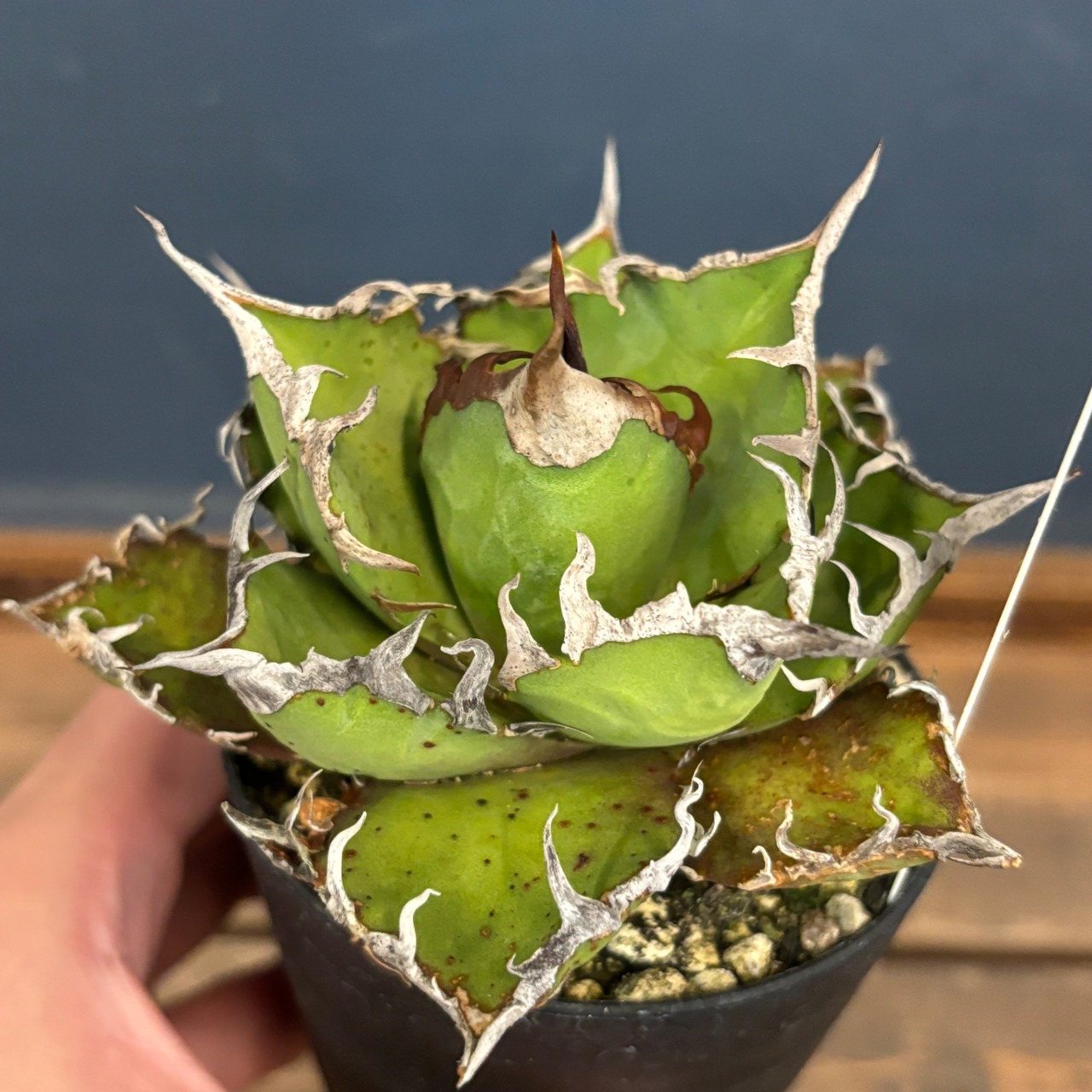 【選抜株】アガベ チタノタ シーザー【1087】