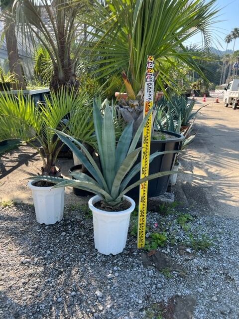 ココスヤシ ① 140cm 太さ25cm ココスヤシ ① 140cm 太さ25cm