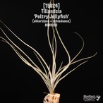Tillandsia 'Peltry Jellyfish'〔ティランジア〕T5824