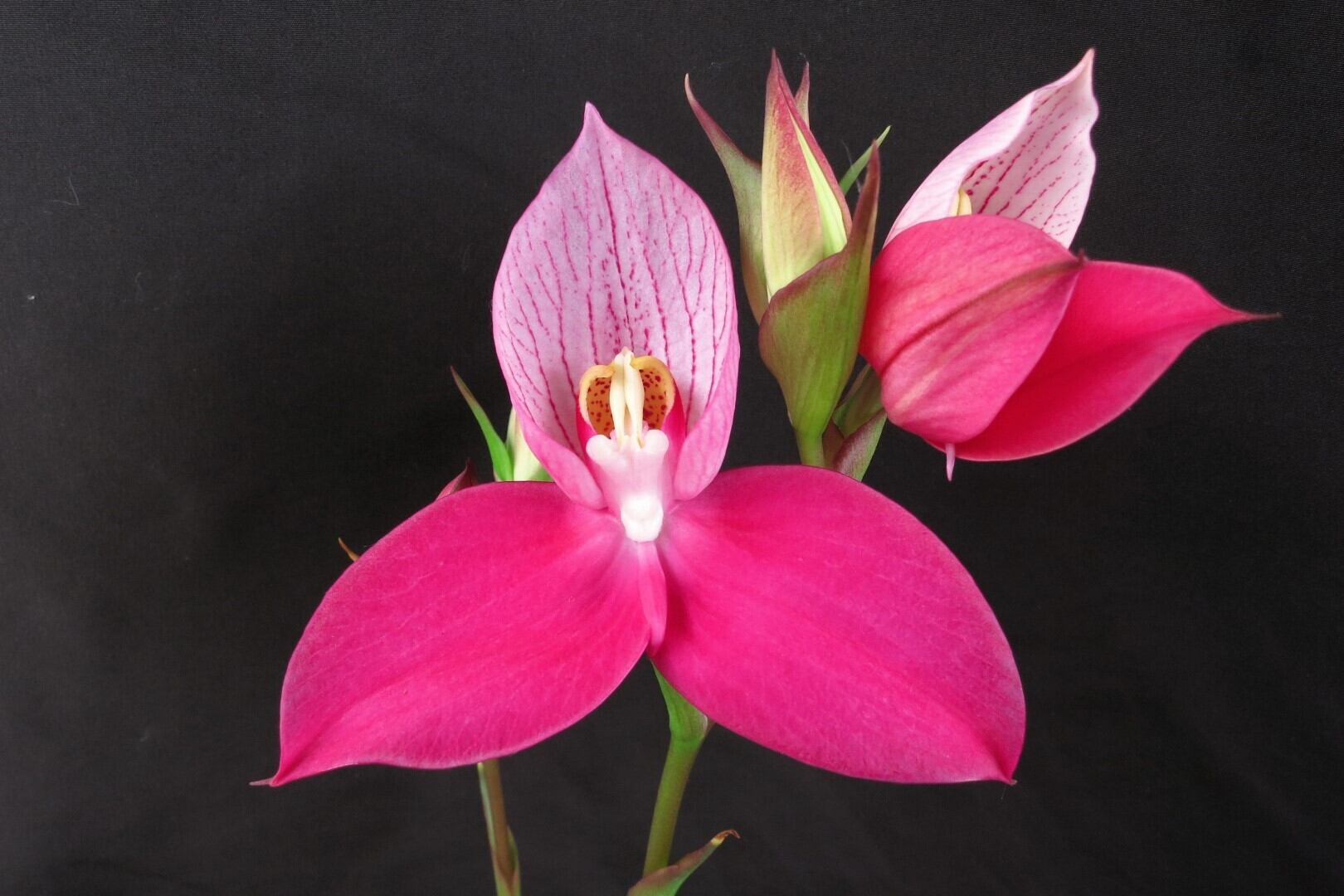 ビカクシダ willinckii Dwarf Nook × Bogor Mr. Suddan (mix spore