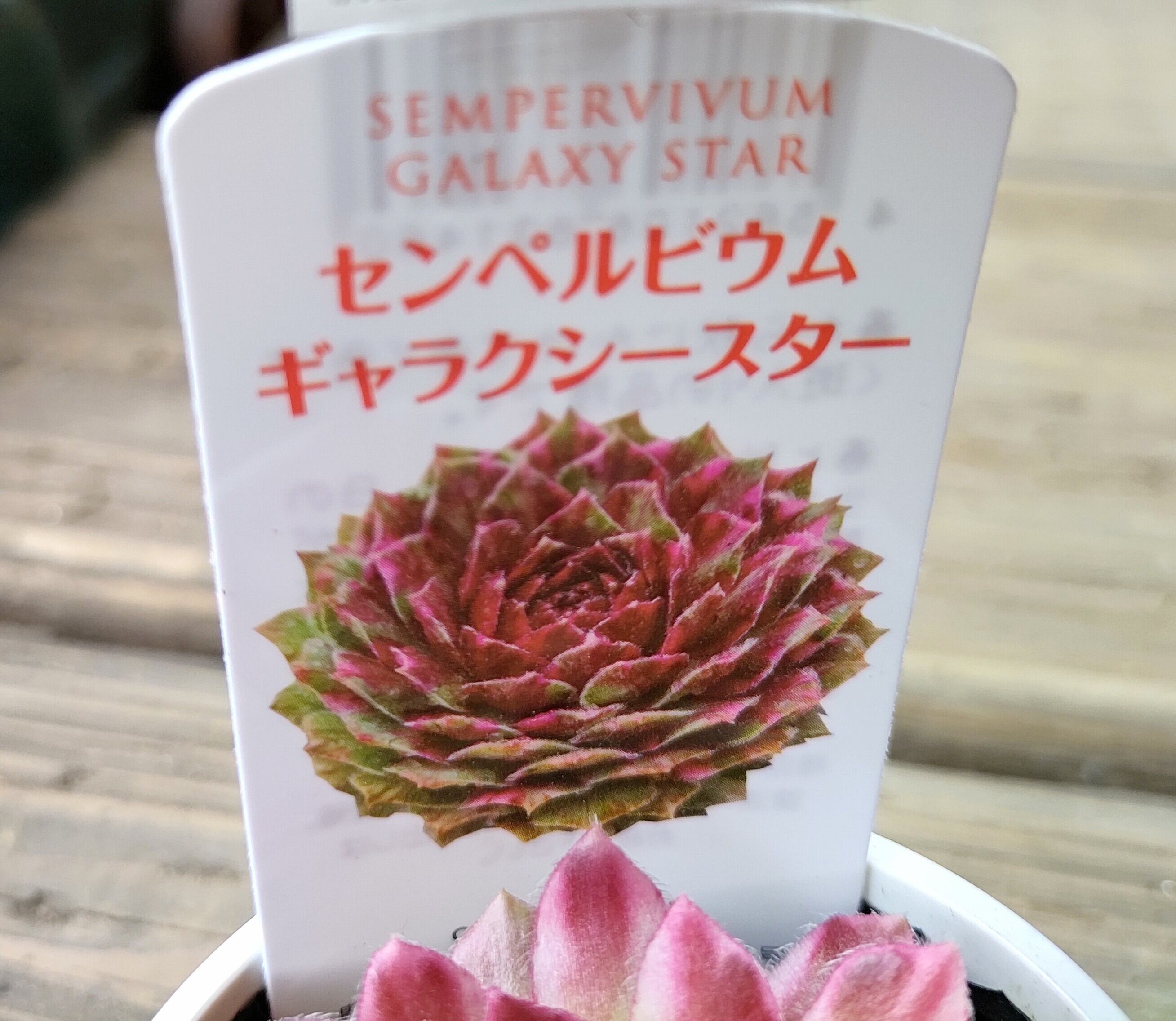 北海道K様ご注文 ギャラクシースター | RuPo 多肉植物専門店