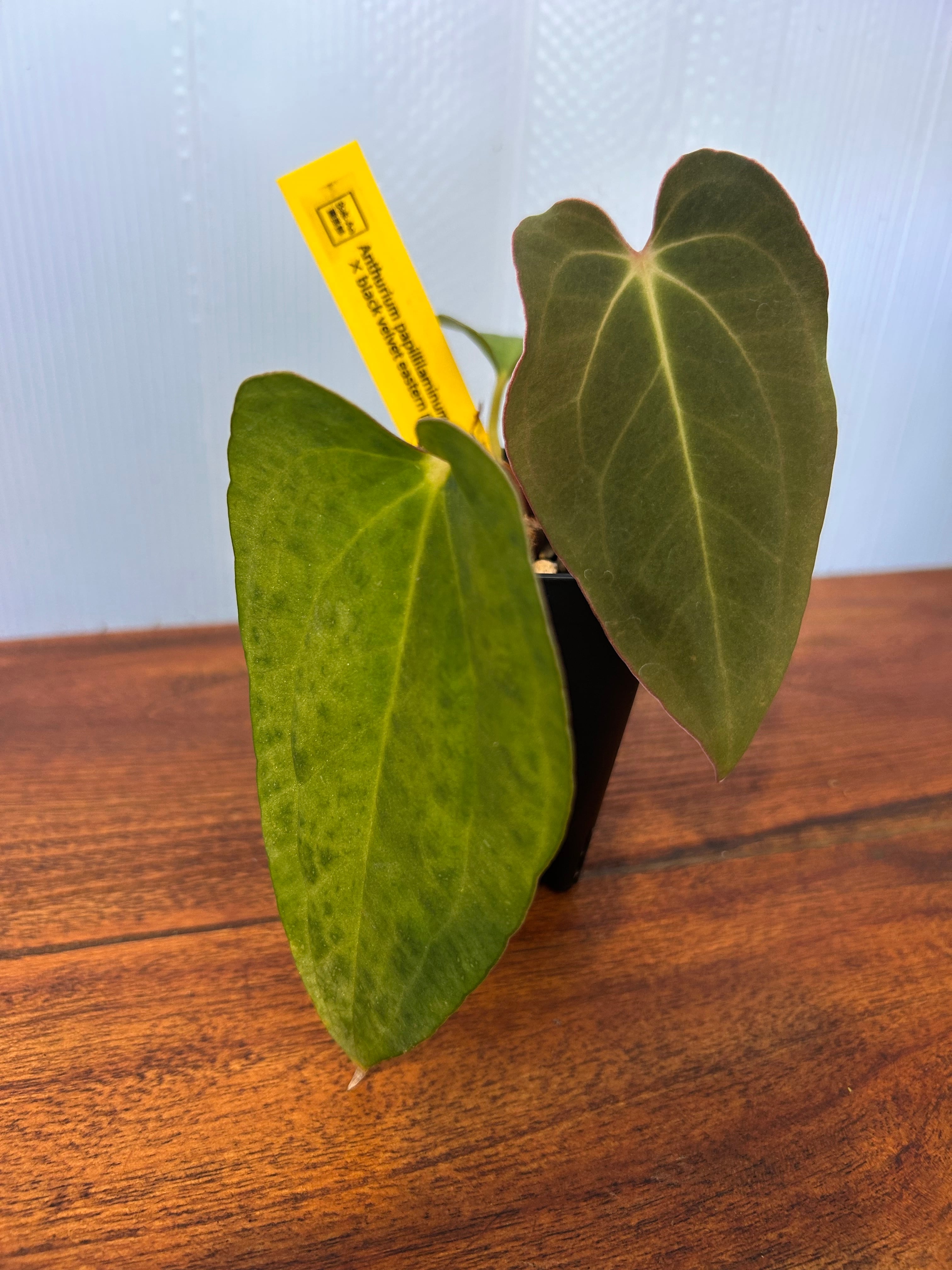Anthurium | BALI-AN 園芸