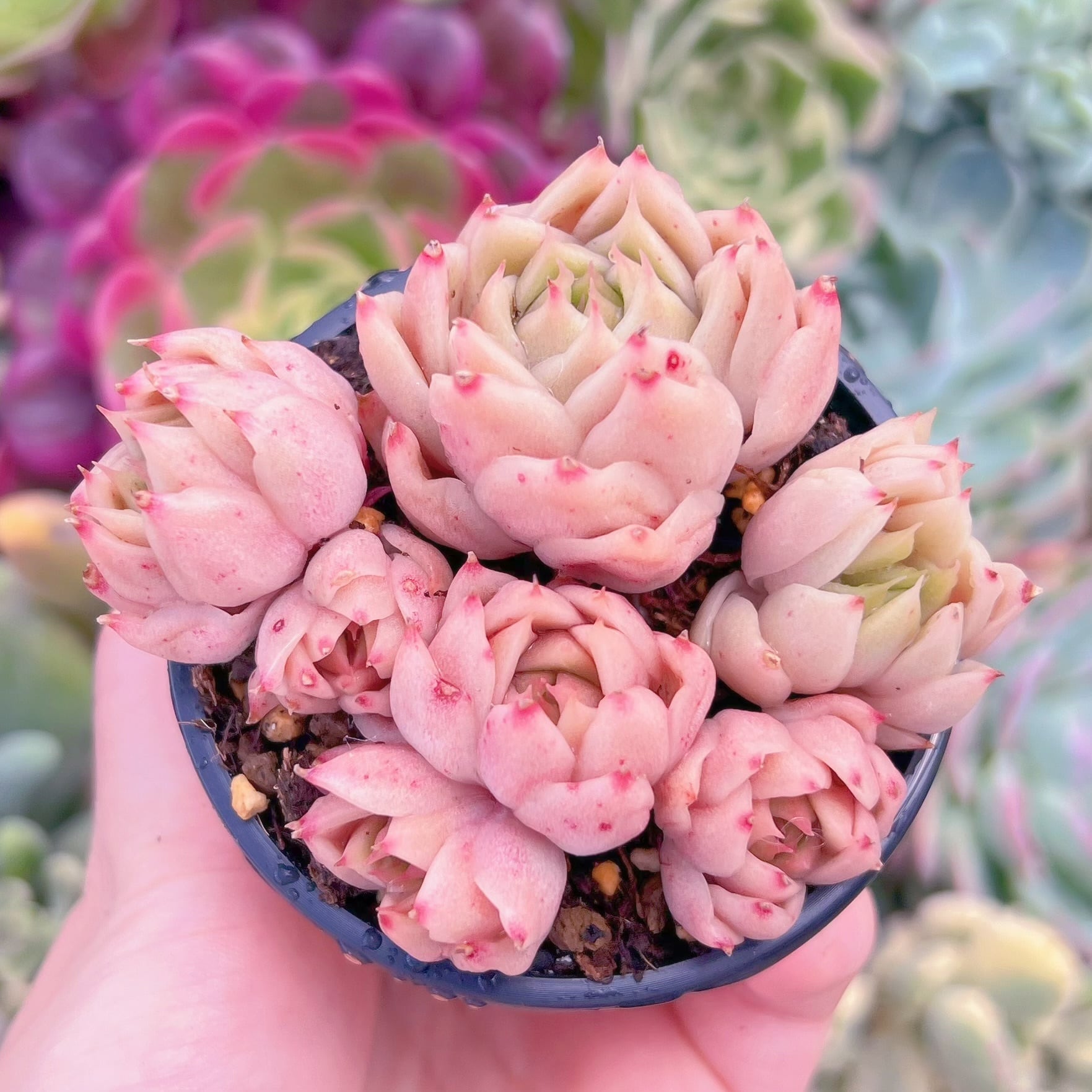 現品　火焰#3026　るる農園