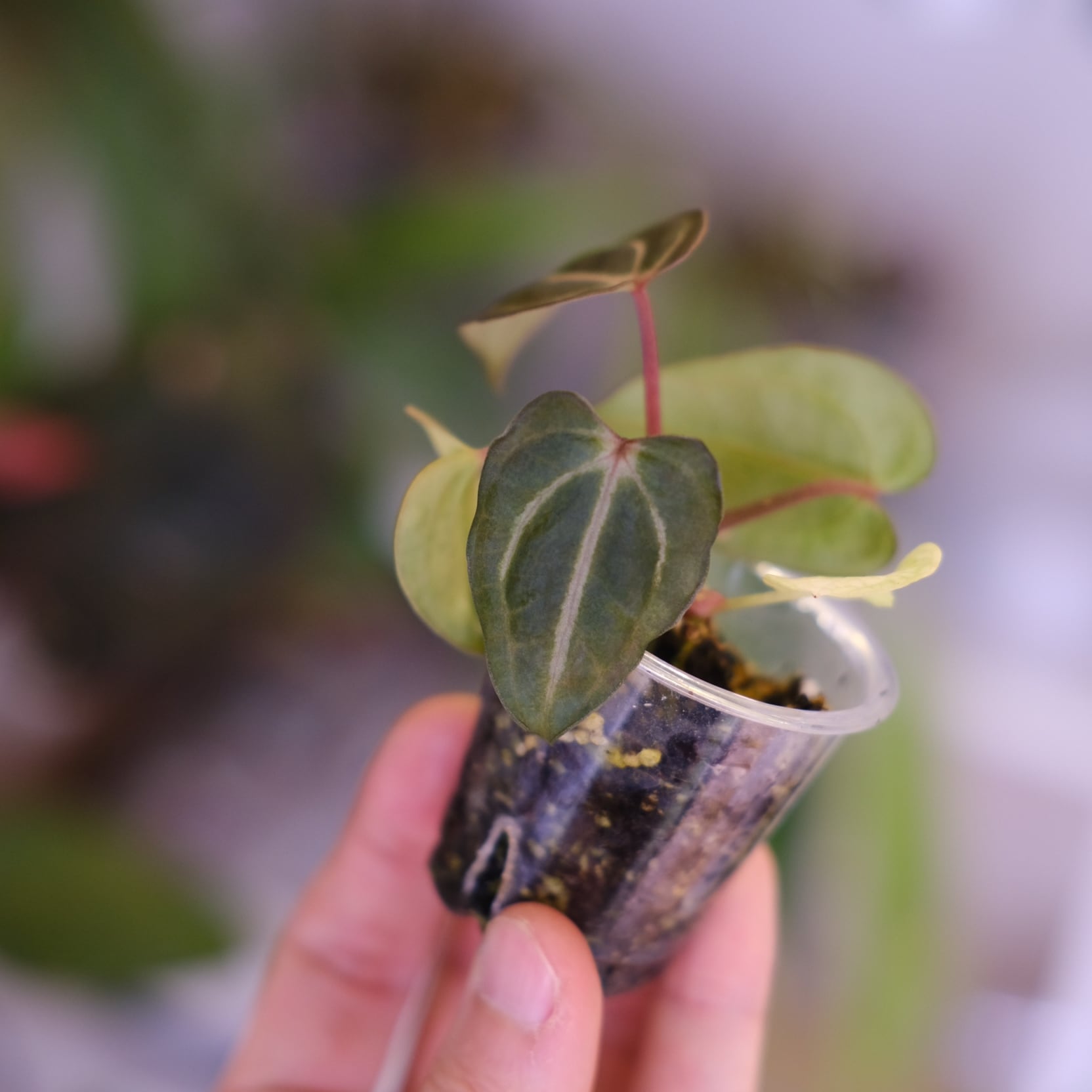 Anthurium Carlablackiae 