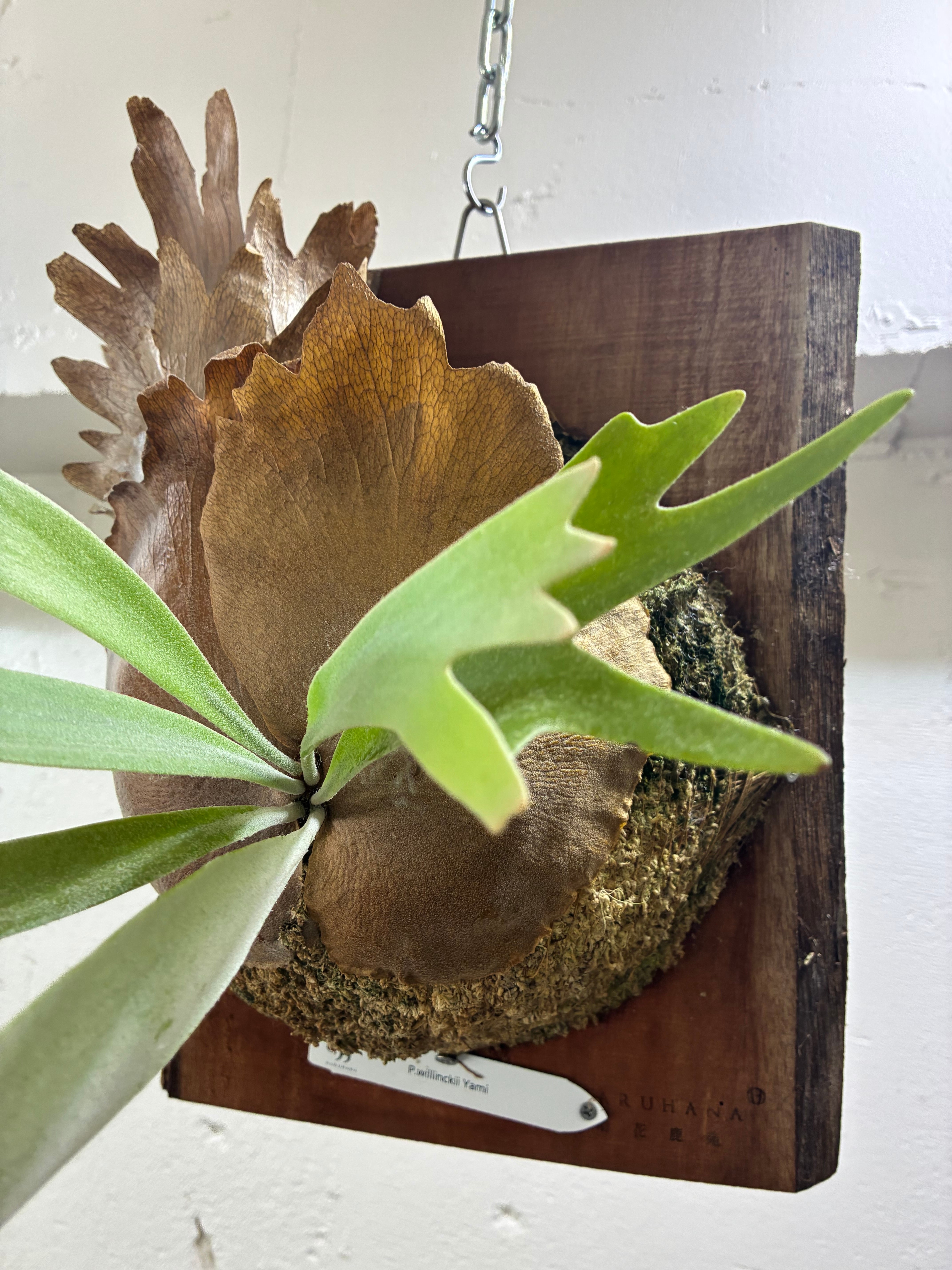 P.willinckii Yami インテリアになるビカクシダ 晴花鹿苑 おしゃれ