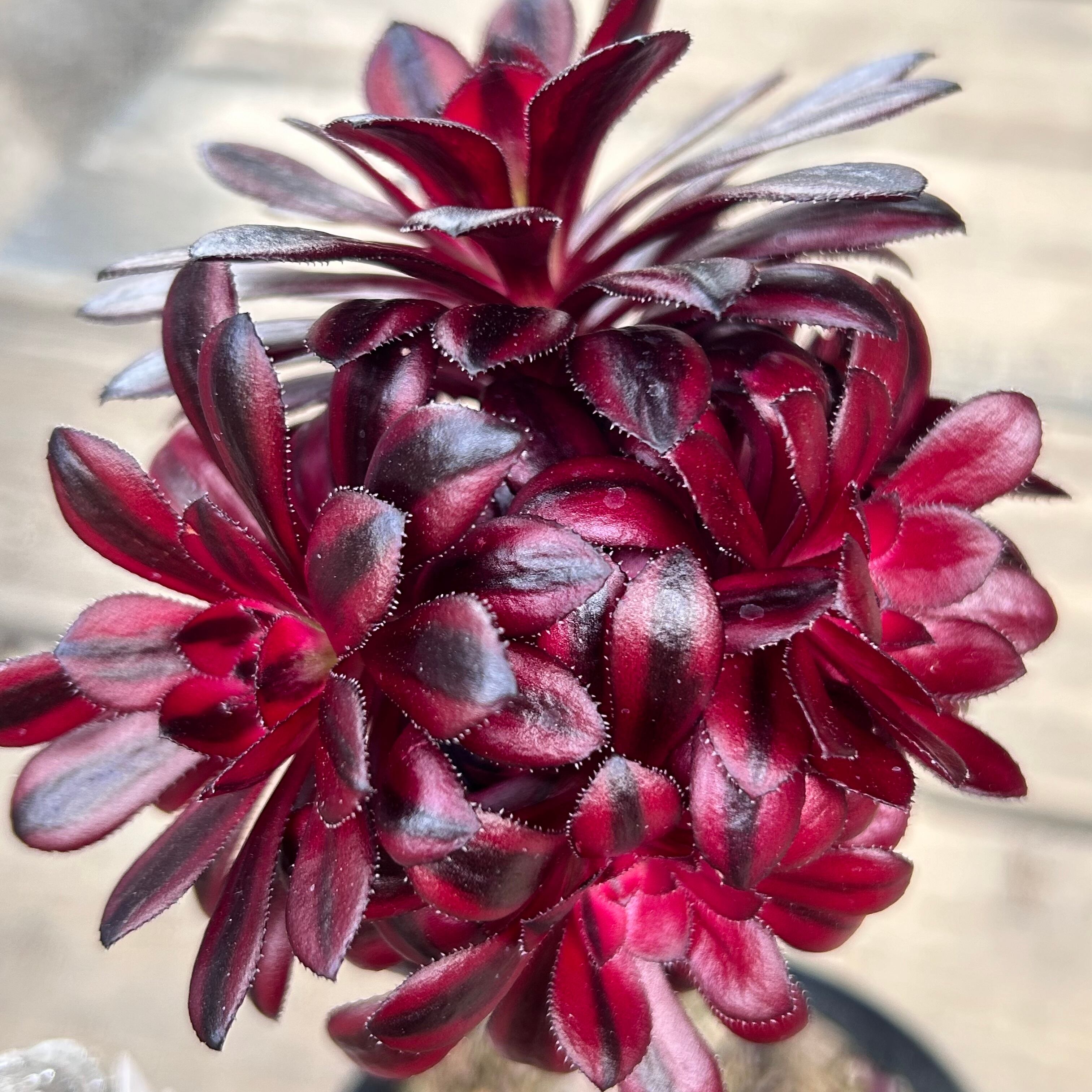 多肉植物。アエオニウム流星群法師錦抜き苗 多肉植物。アエオニウム流星群法師錦抜き苗 法師錦 アエオニウム