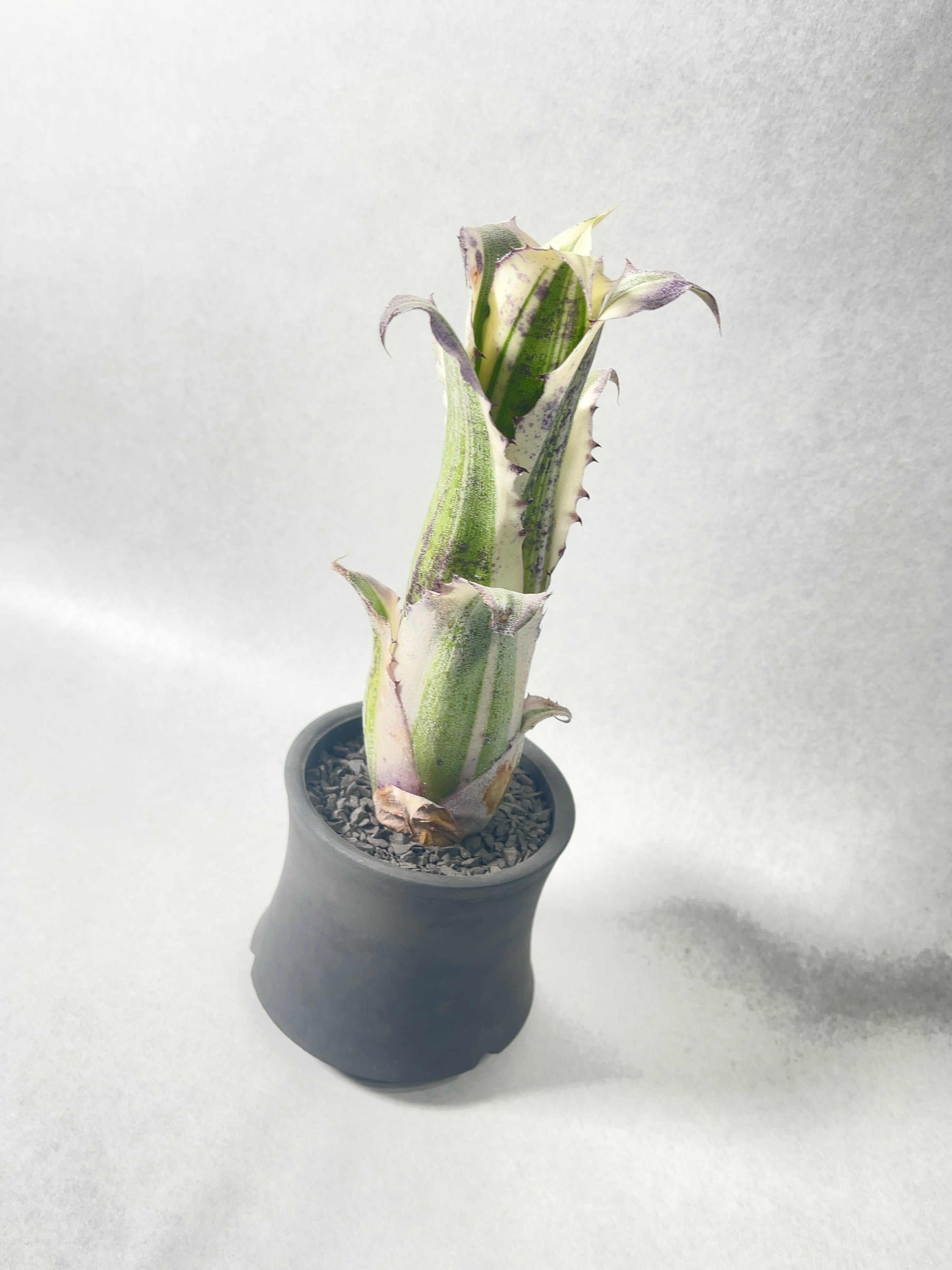 ホヘンベルギア　カーラ　大株　美株 ホヘンベルギア カーラ | GREEN LUCK