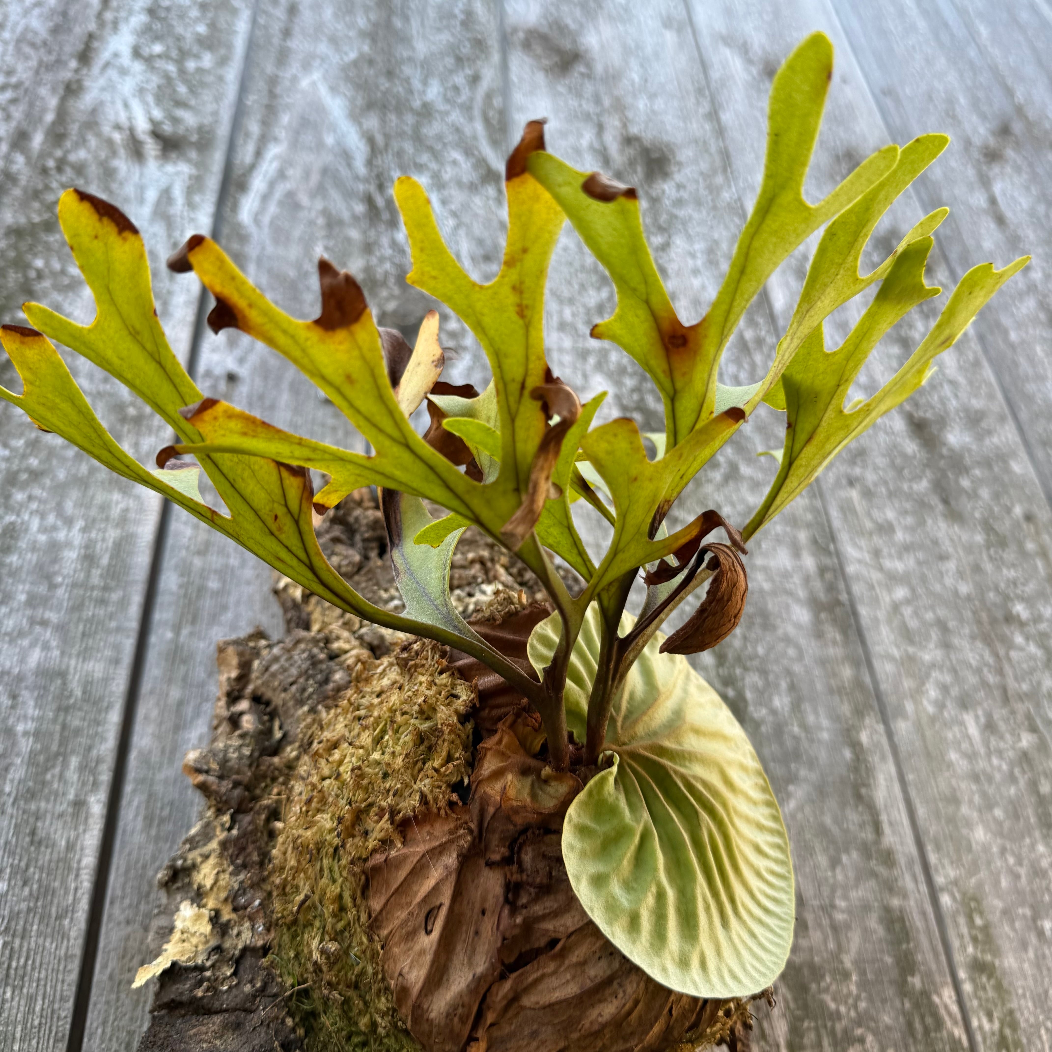 P.ridleyi wild | naturefix