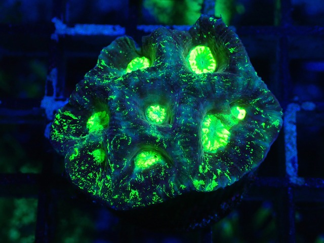 Goniastrea Frag 2