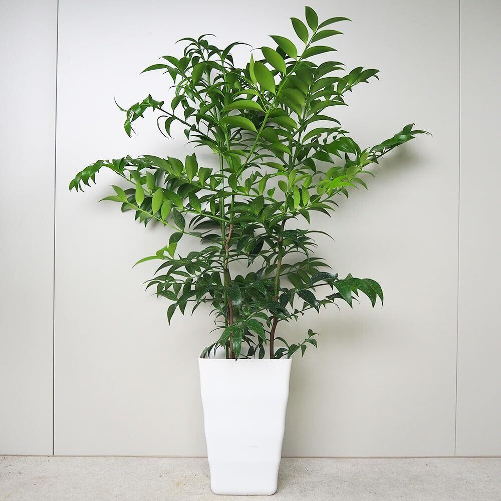 ◇ Helios Green LED シリーズ ／Helios Green LED PUPPY