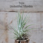 【送料無料】Unidentified (花芽付き)〔エアプランツ〕現品発送T1501
