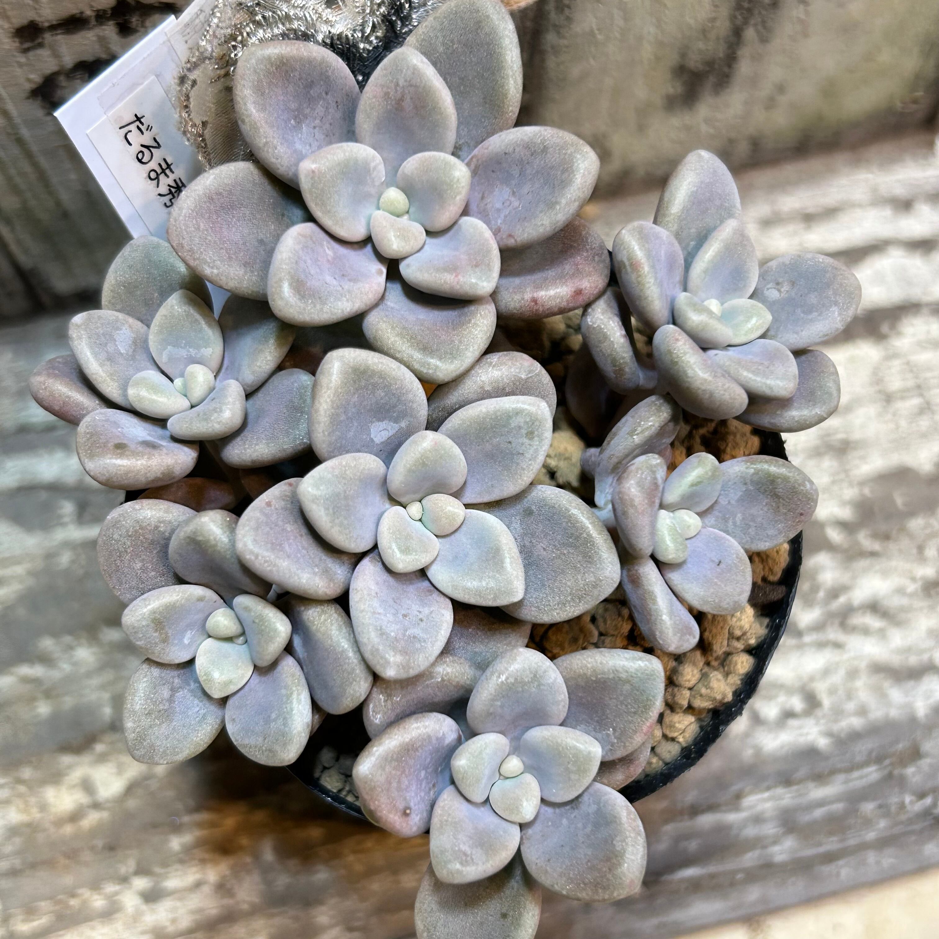 だるま秀麗 | RuPo 多肉植物専門店