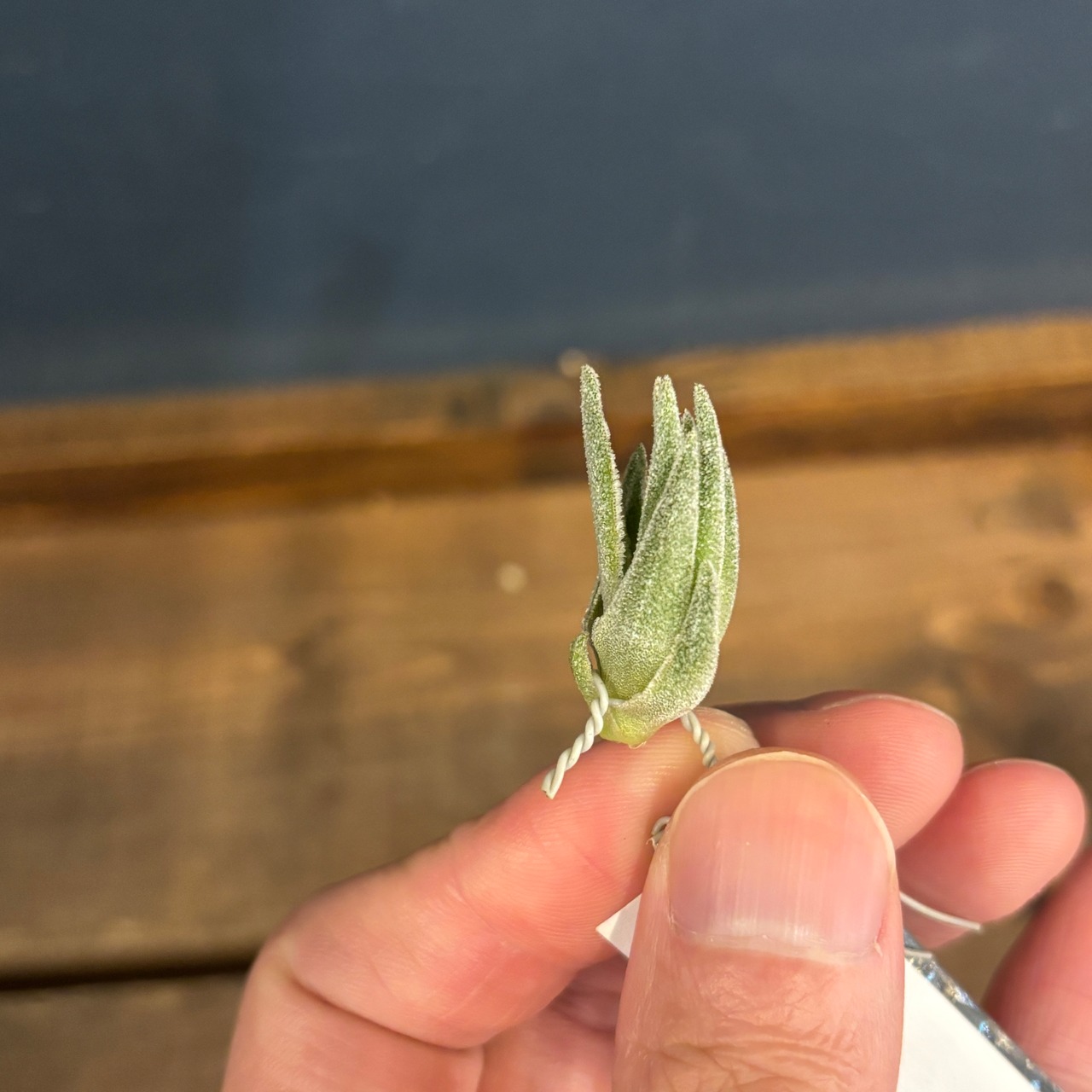 チランジア　sp.　(Like thiekenii)　[wild Collected in Brazil]　花画像有り【551】