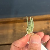 チランジア　sp.　(Like thiekenii)　[wild Collected in Brazil]　花画像有り【551】