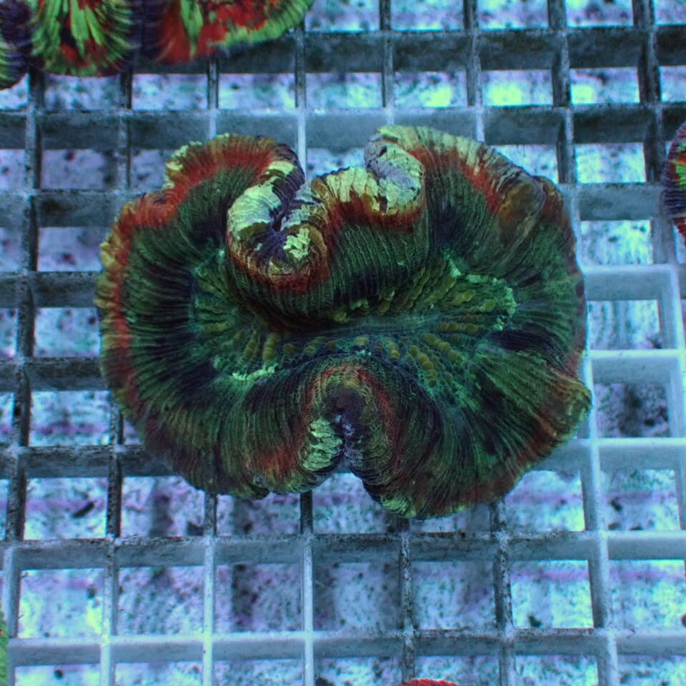 ネット入り天然ライブロック(クラッシュ)500g | HOUSE REEF(ハウス