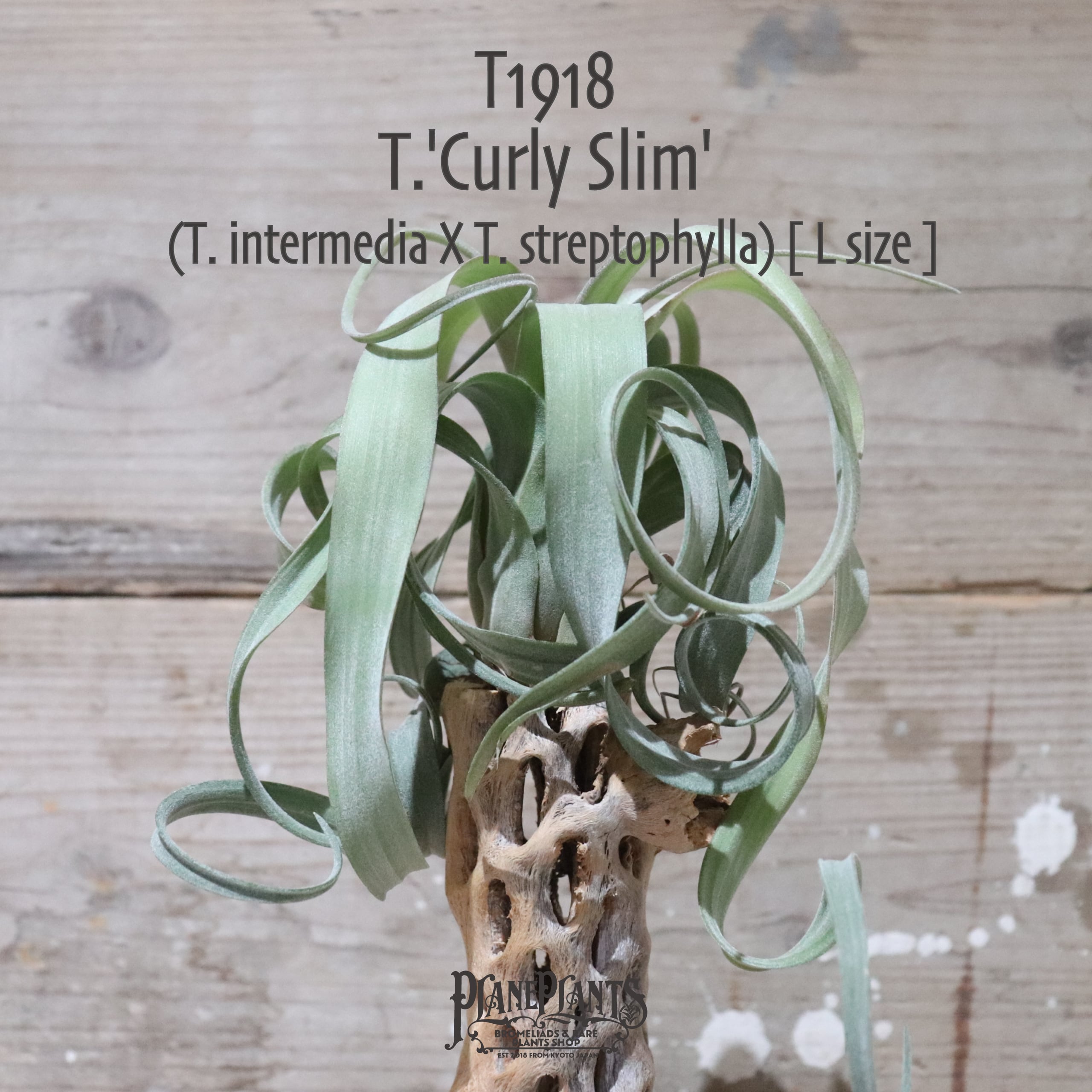 【送料無料】'Curly Slim' L〔エアプランツ〕現品発送T1918