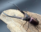 《メタリフェルホソアカ亜種フィナエ パープル系 81mm ペア》
