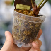 【正規】Anthurium 'Michelle' by DOC BLOCK⑨ / アンスリウム・ミシェル│観葉植物